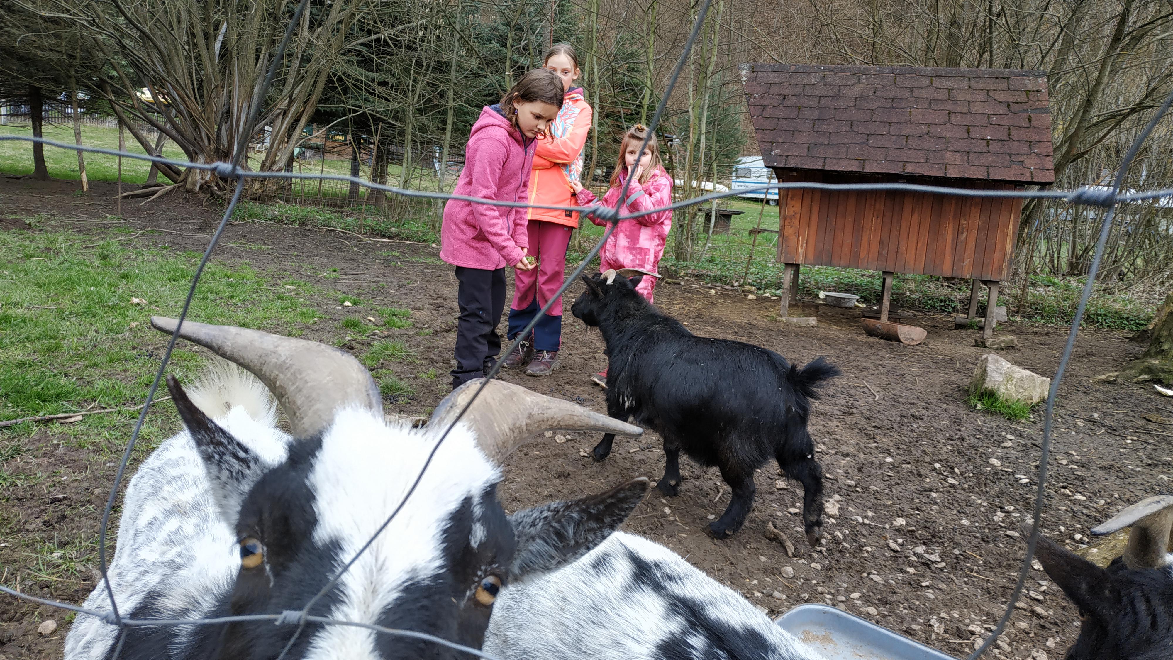 Restaurace Zrcadlová koza foto 5