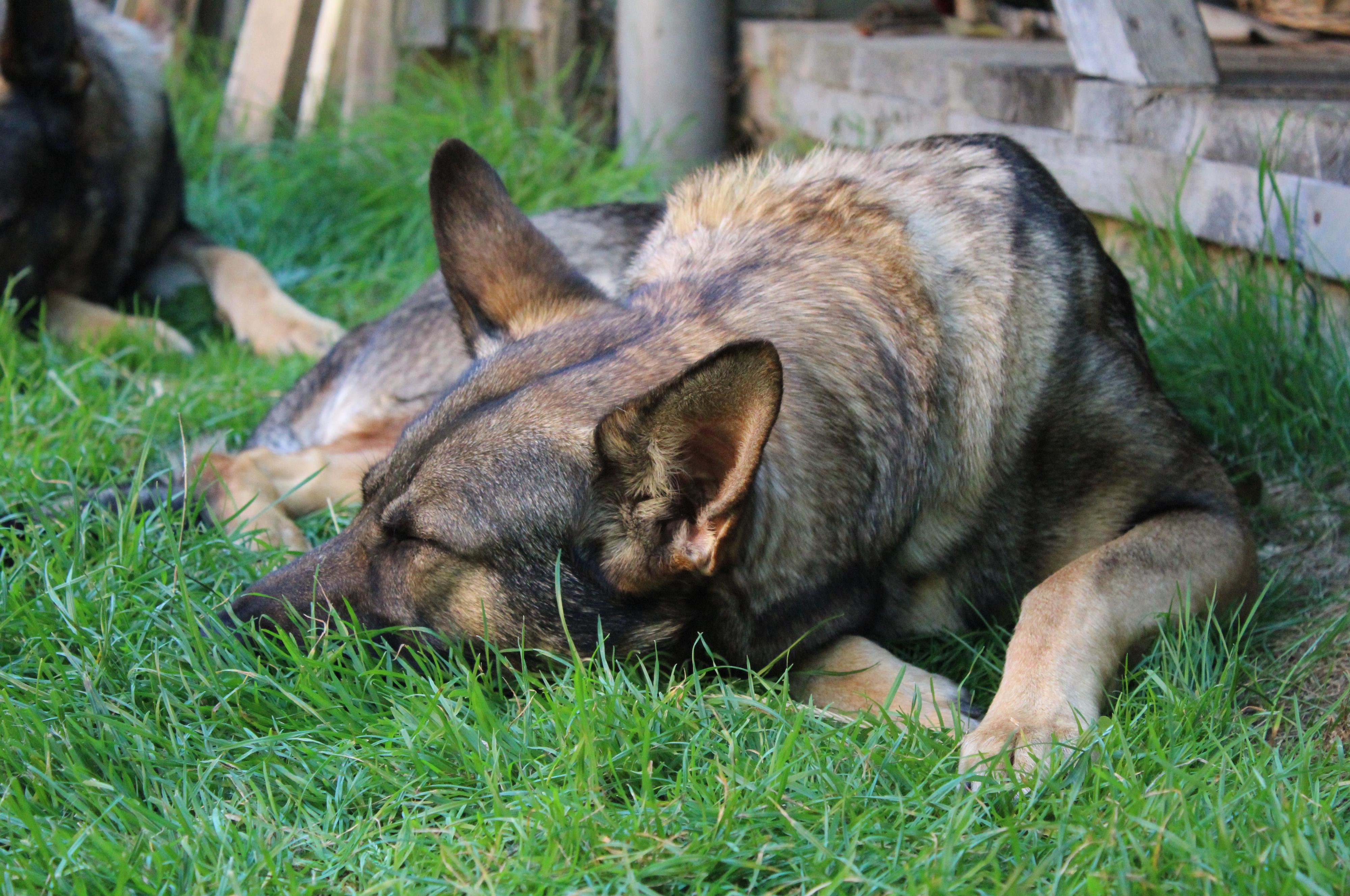 Kateřina Závorková Výcvik psů
