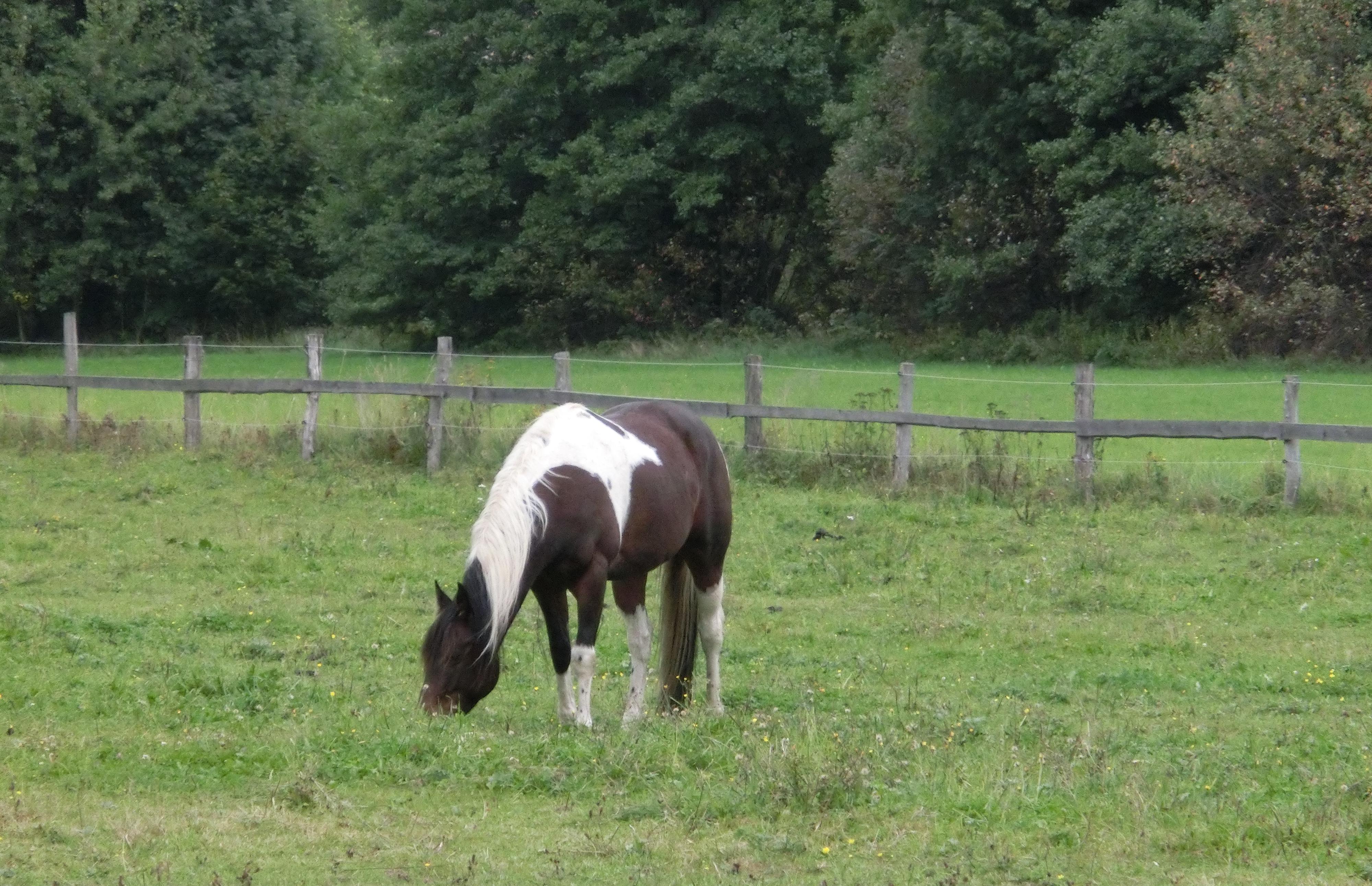 Ranč Mustang foto 5