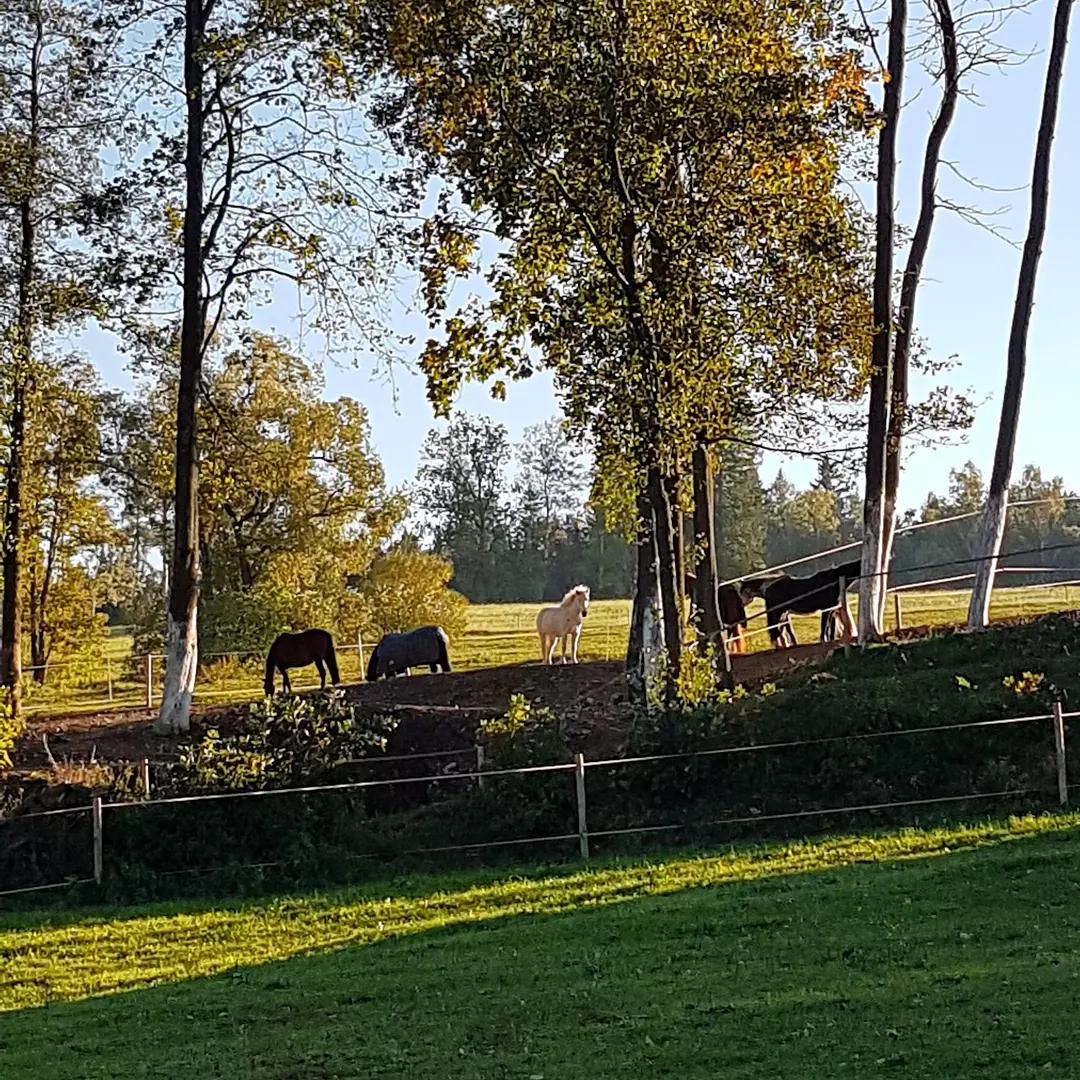 Vraní vrch - paddock paradise foto 2