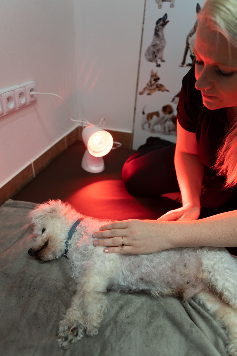 Fyzio pro psy - Ing. Ivana Votrubová, CertCAAPR foto 4