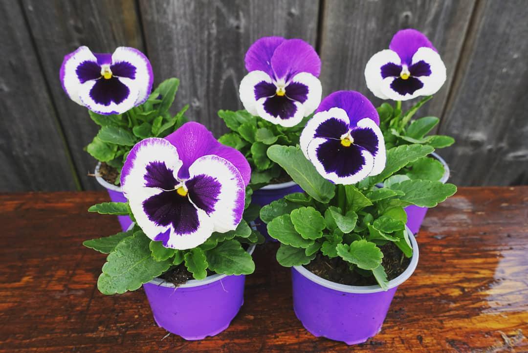 Zahradnictví WEISS s.r.o. foto 5