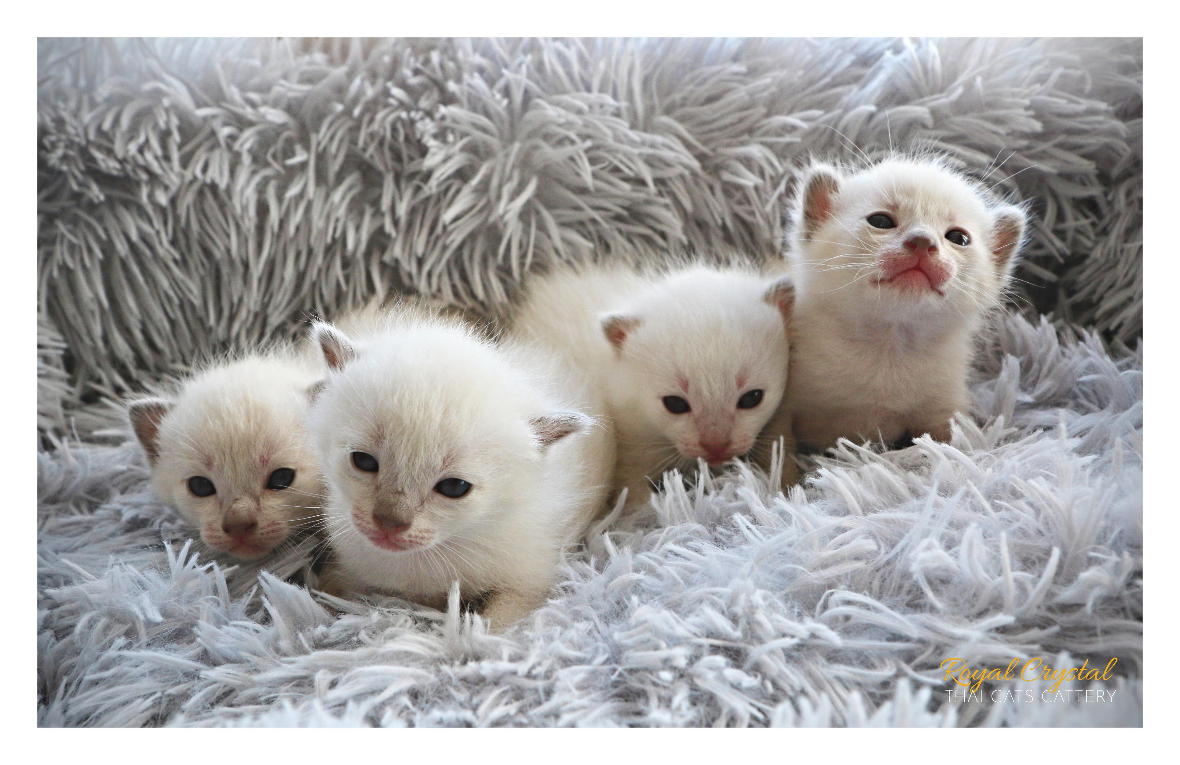 Royal Crystal, Thai Cats cattery foto 3