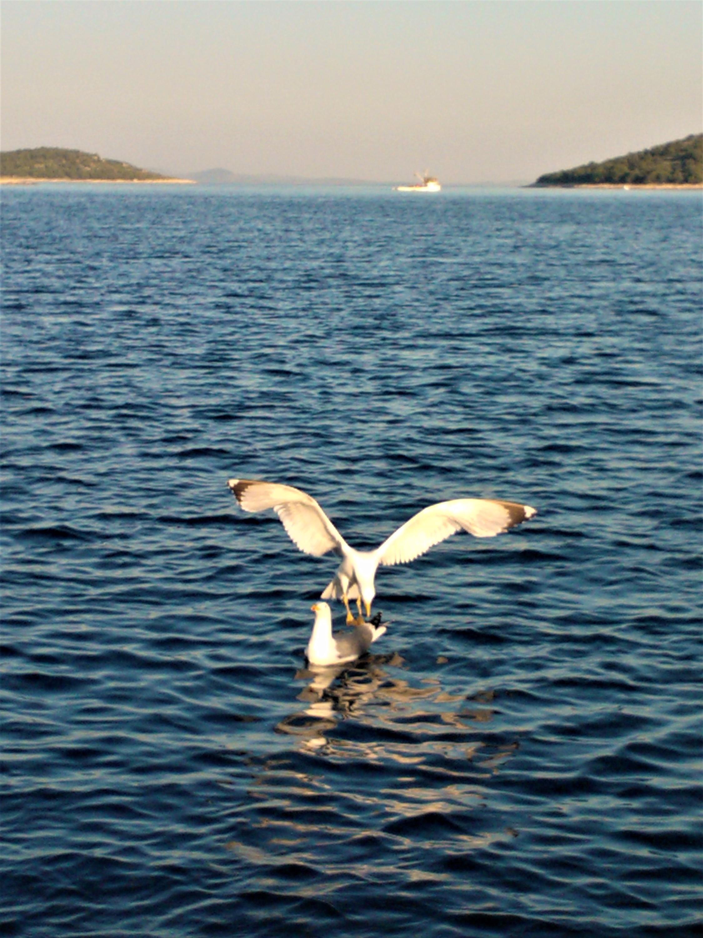 Server Chorvatsko - hory, ostrovy a pobřeží foto 4