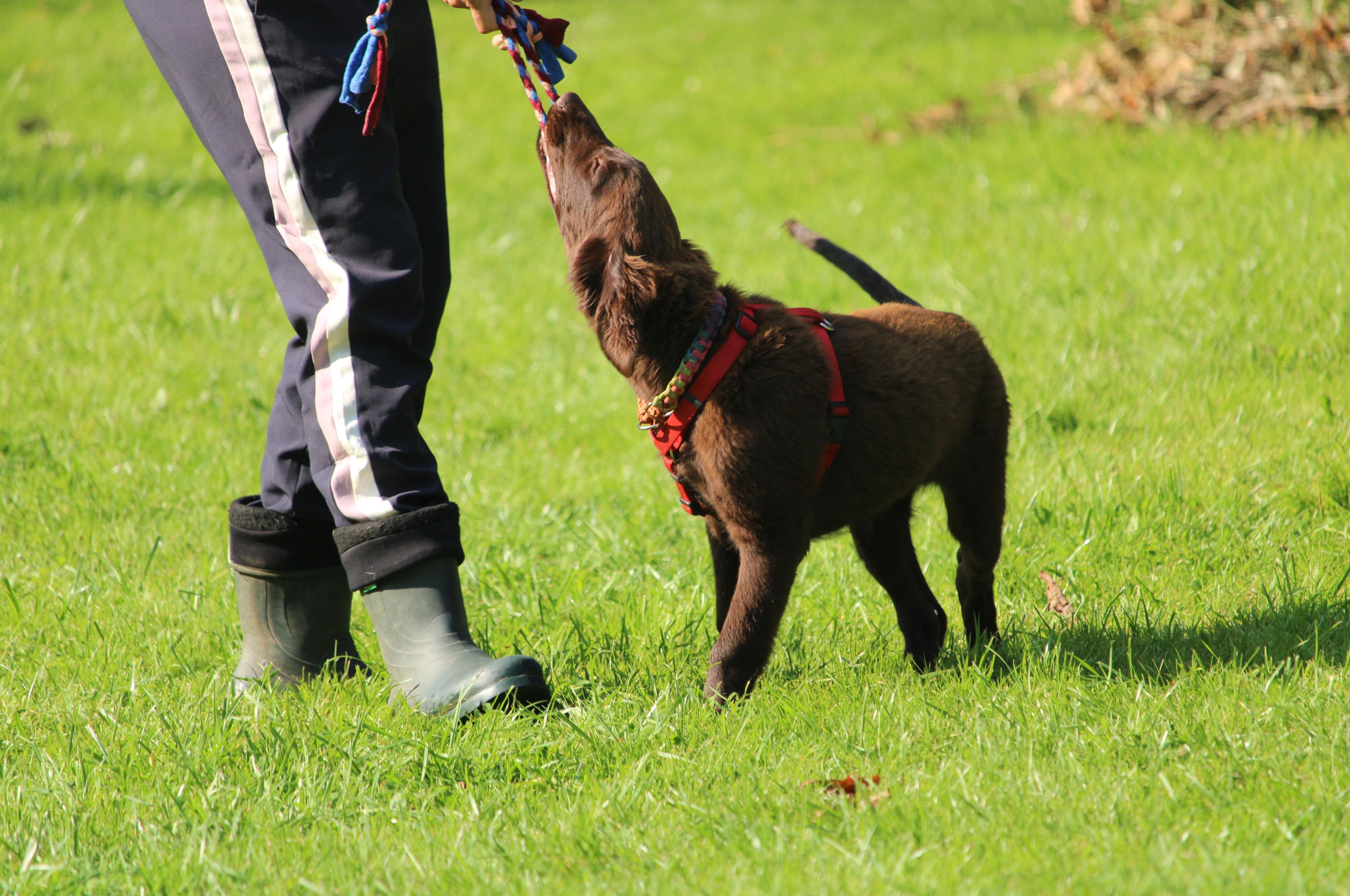 Psí škola Dancing Dogs