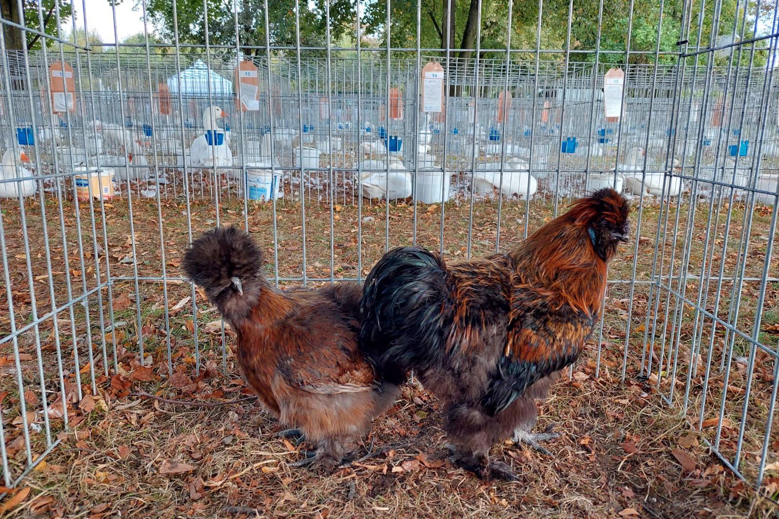 Chovatelé Třebechovice