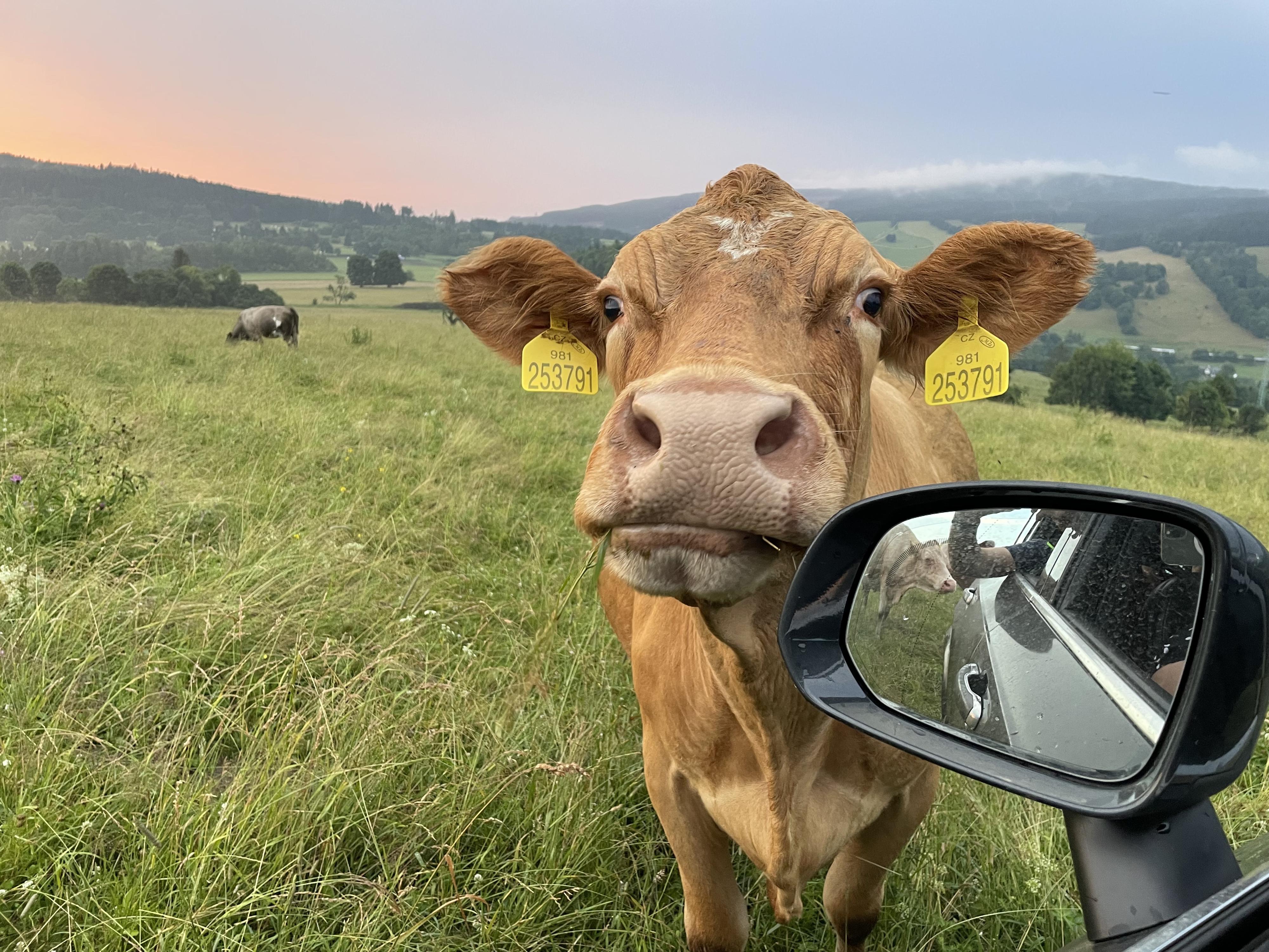 Farma Bovine foto 2
