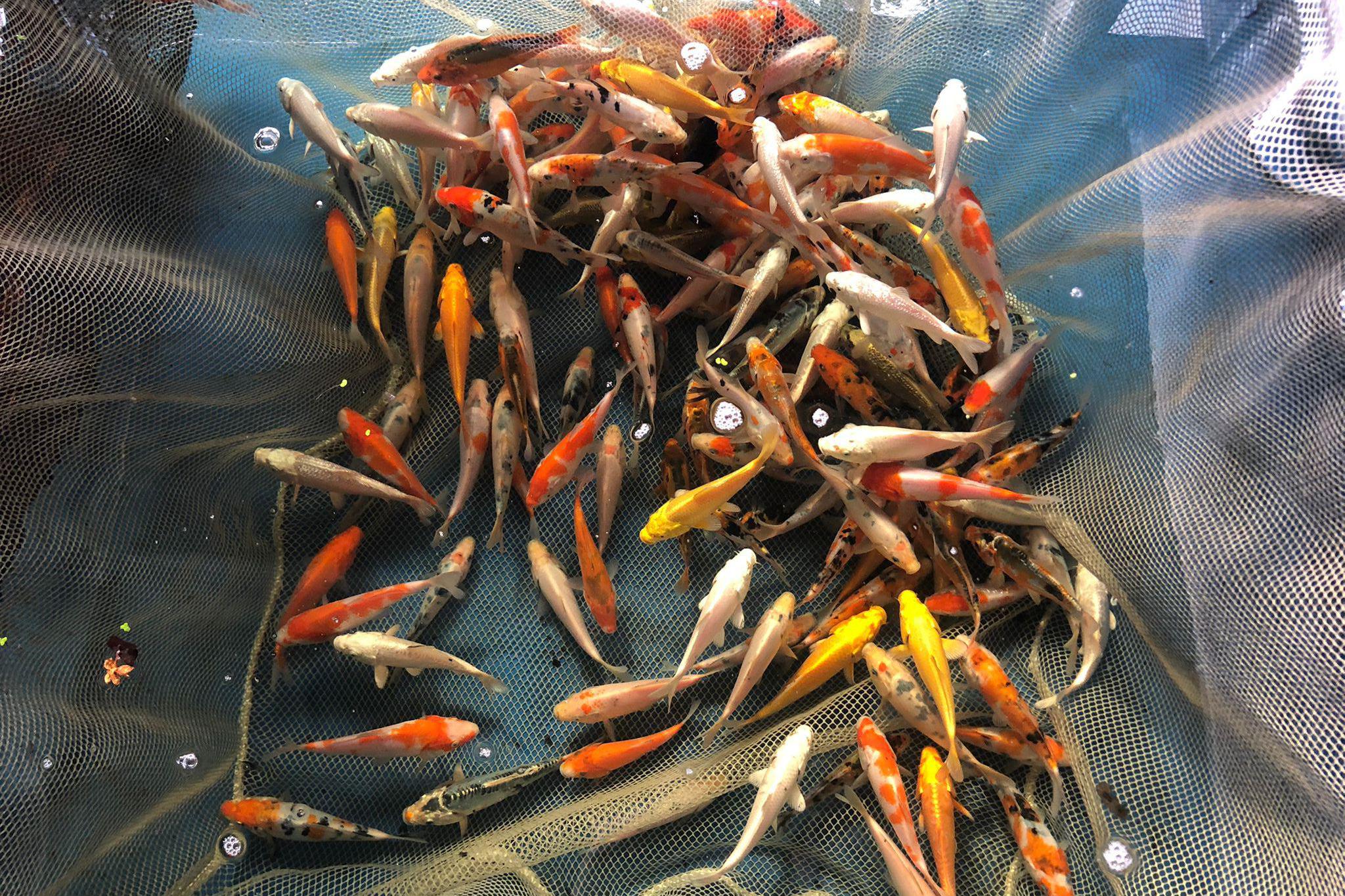 Chov ryb Jan Havelka