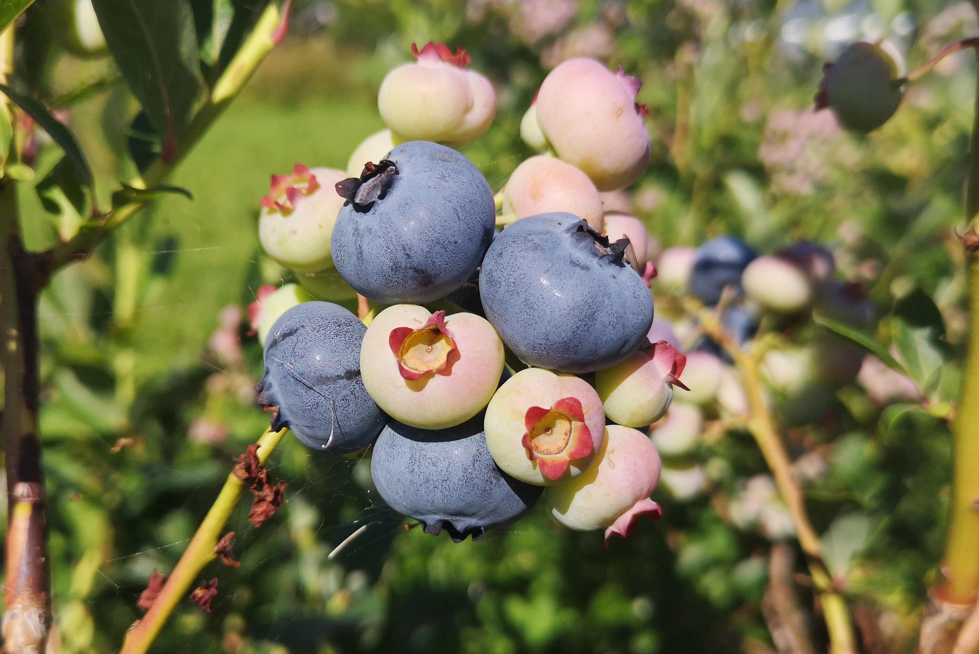 Paseka pod Radhoštem -  Borůvky z Beskyd
