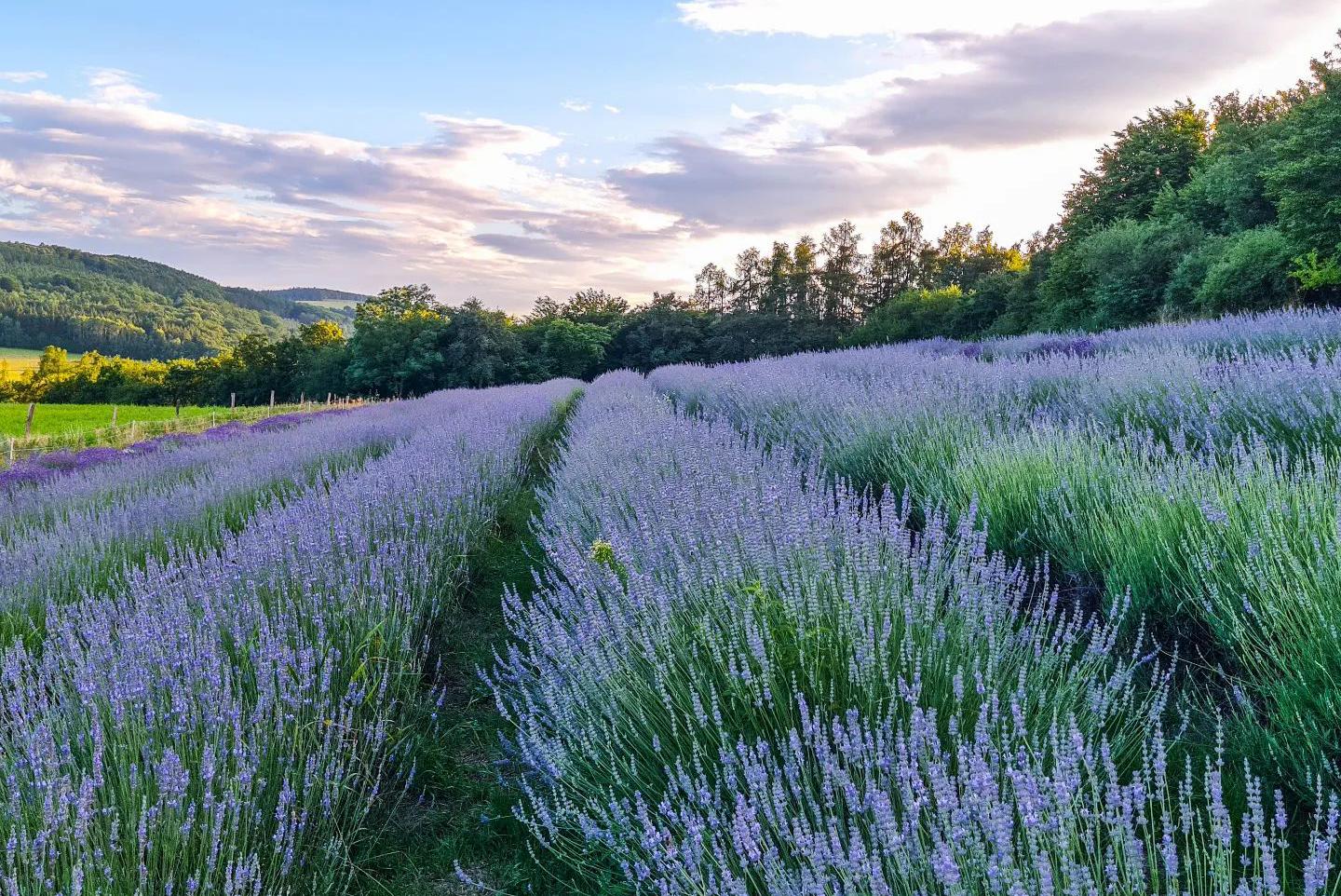 Křivoklátská levandule
