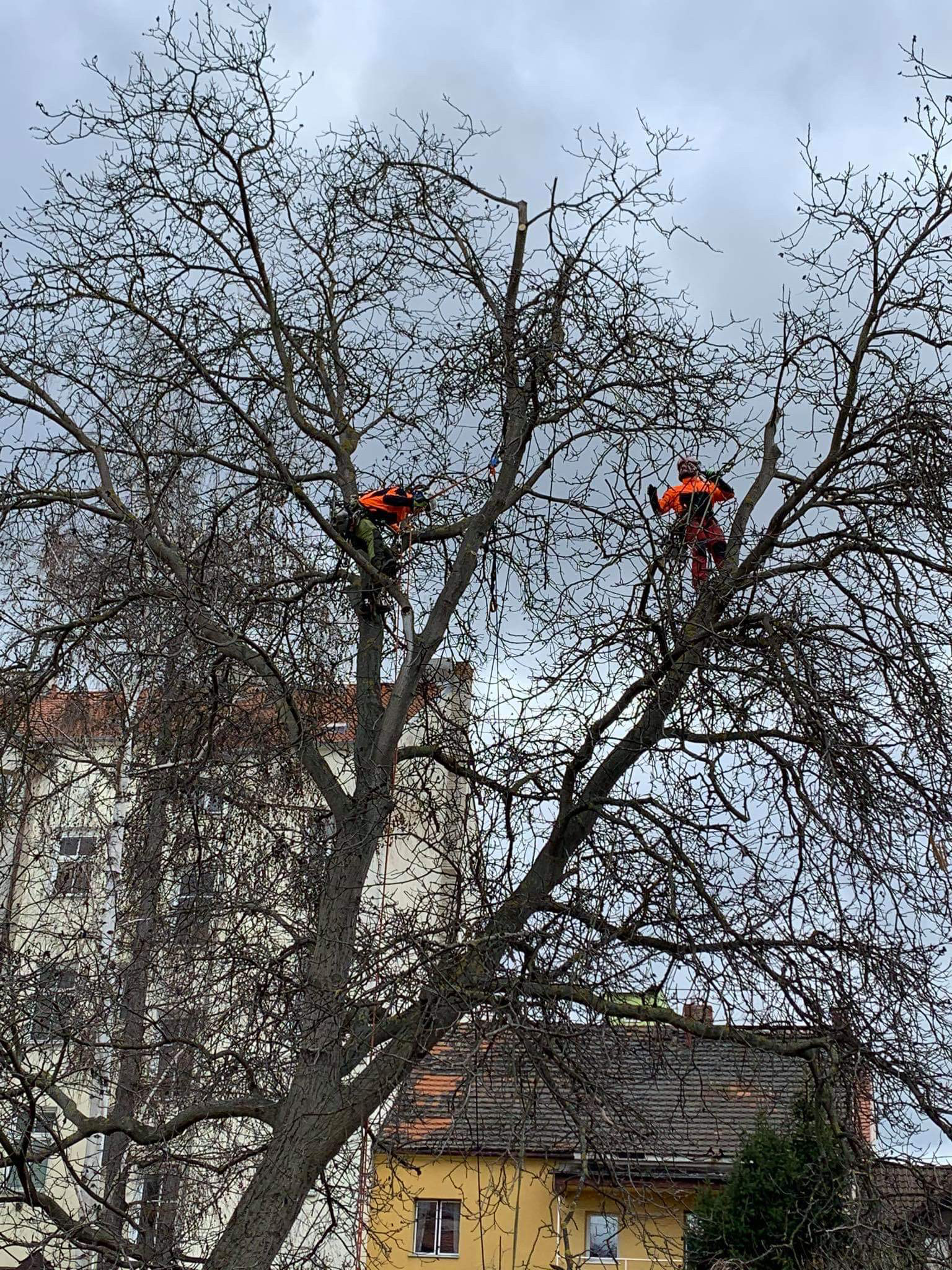 Péče o stromy - Michal Abrahám foto 2