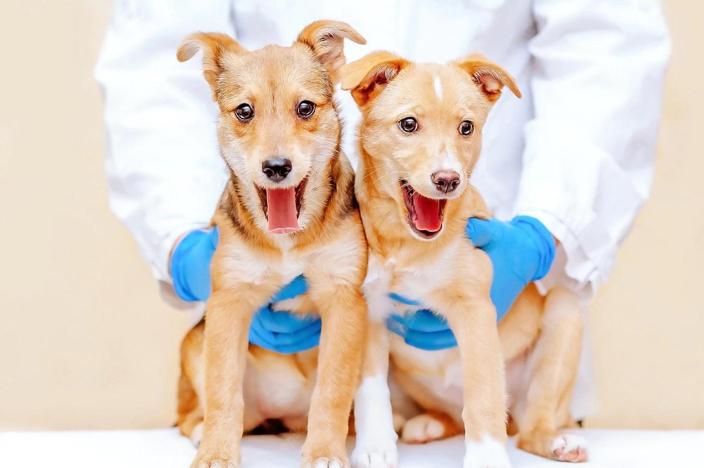 Veterinární ordinace SILVIAVET