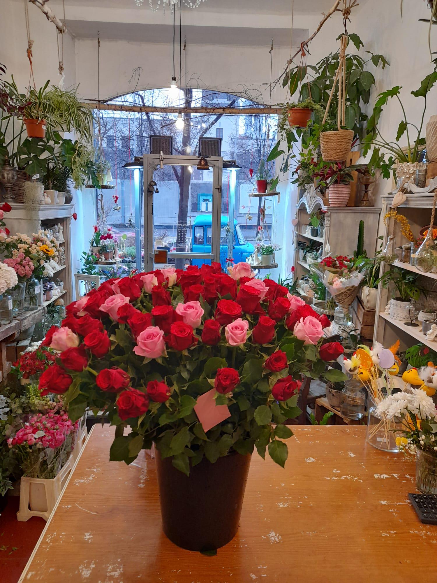 Květiny Jiřák foto 3