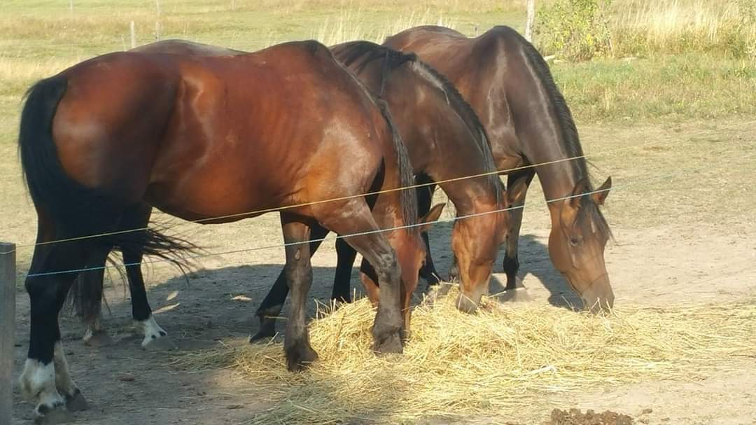 Koně na Ovčíně foto 2