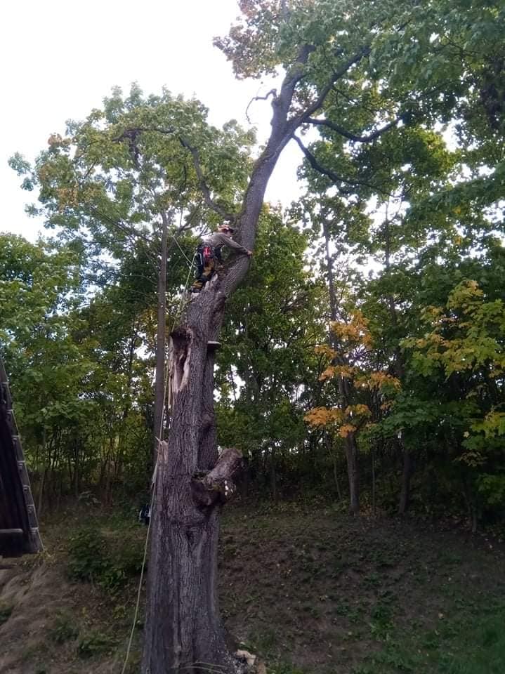 Daniel Zocher - péče o stromy foto 2