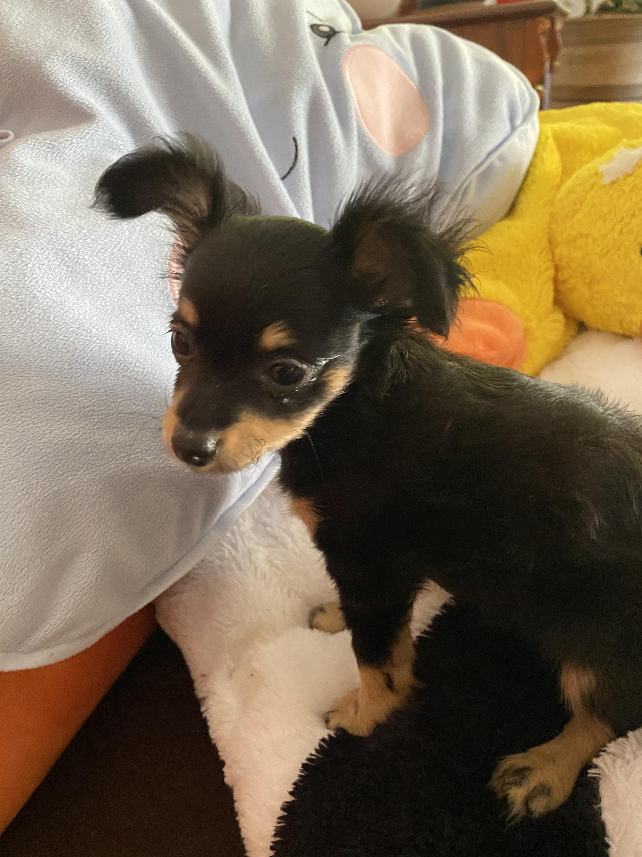 MVDr. Radek Svoboda foto 2