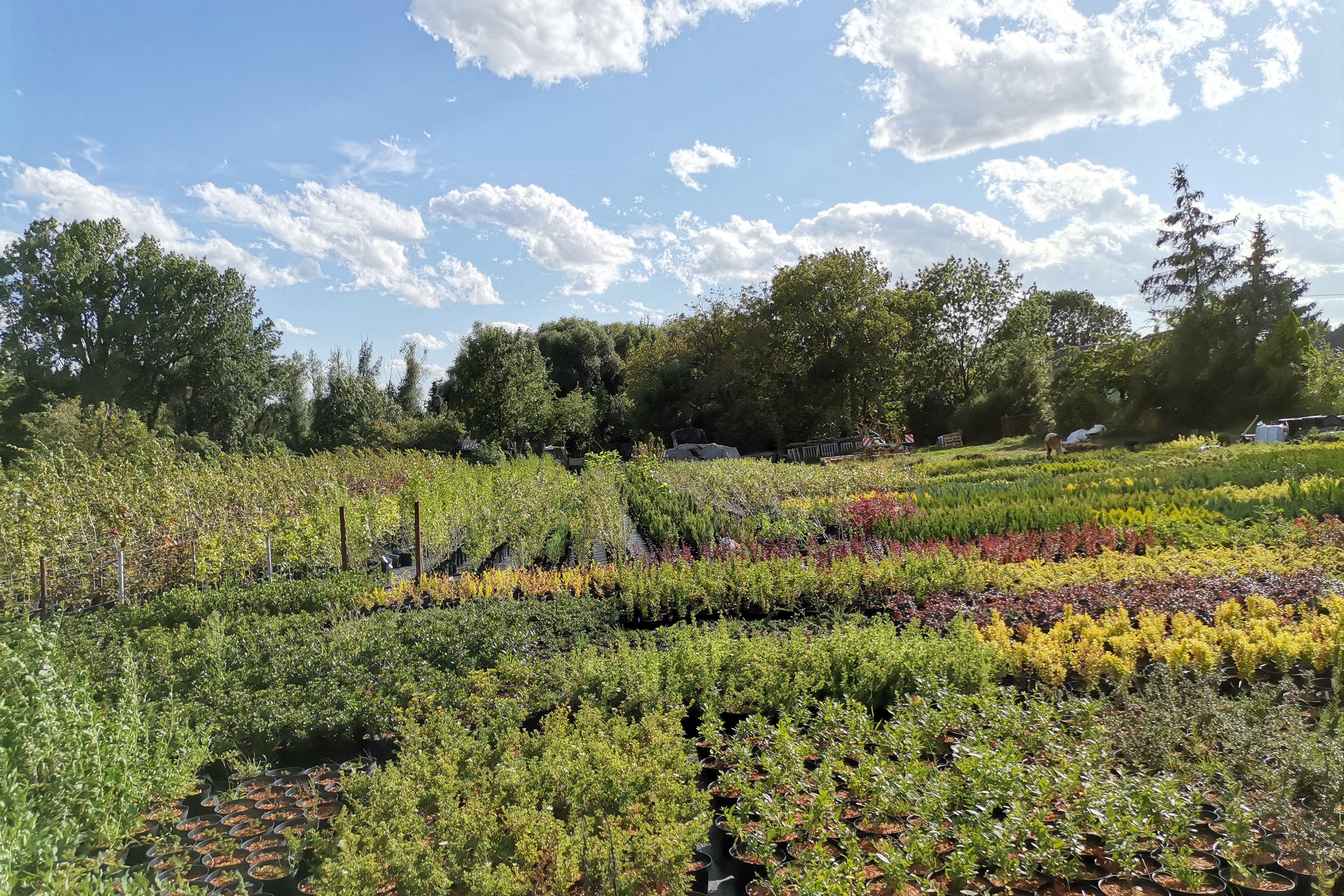 Živé ploty Olomouc