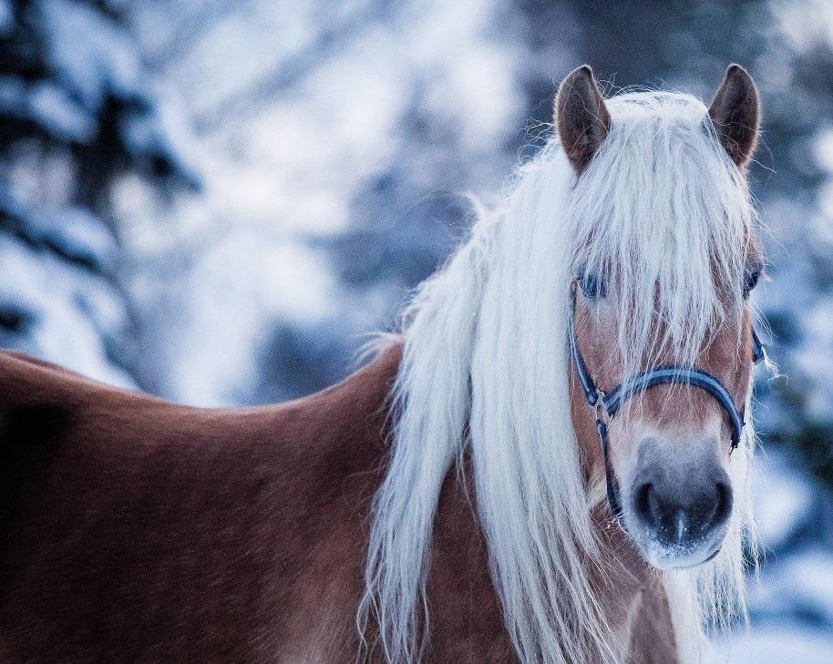 Jízdy na koni Mikulášovice foto 5