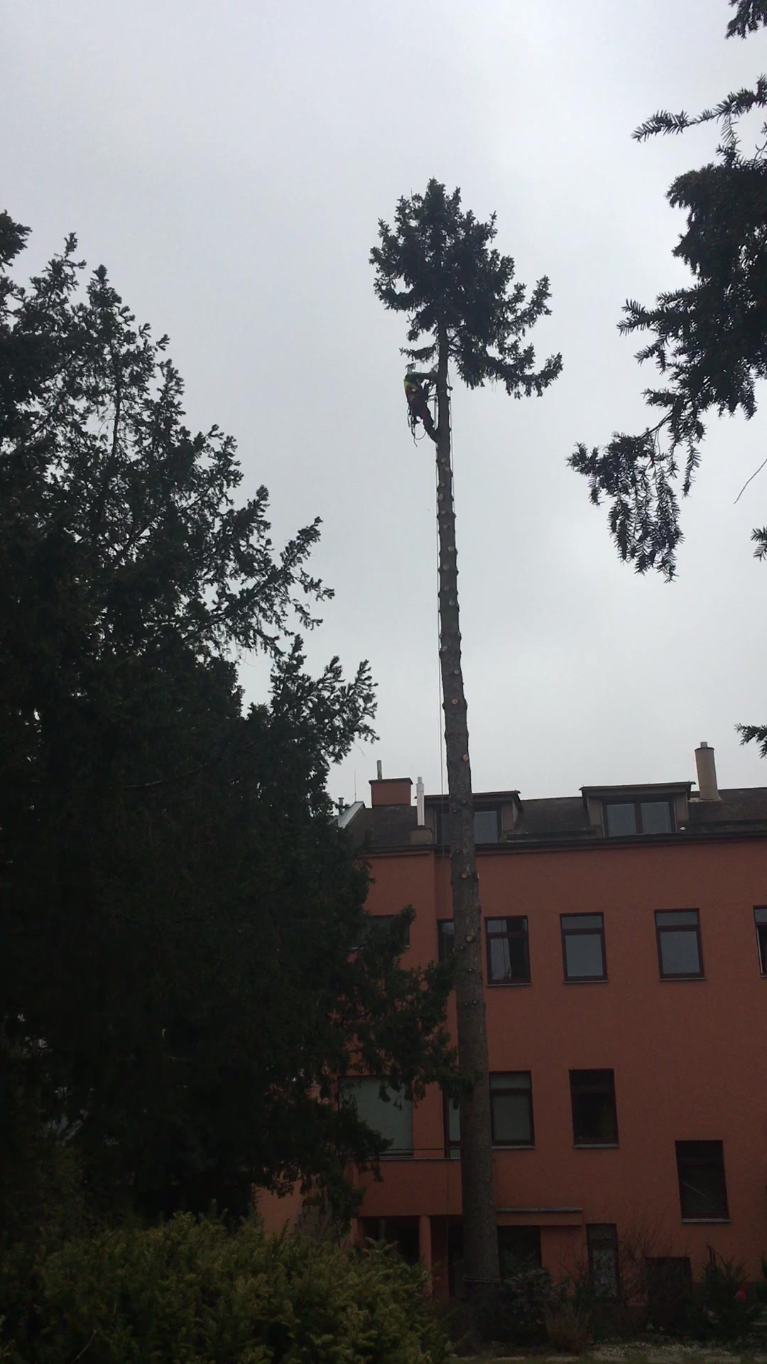 Rizikové kácení a ořezy stromů - Trojanec foto 2 (náhled videa)