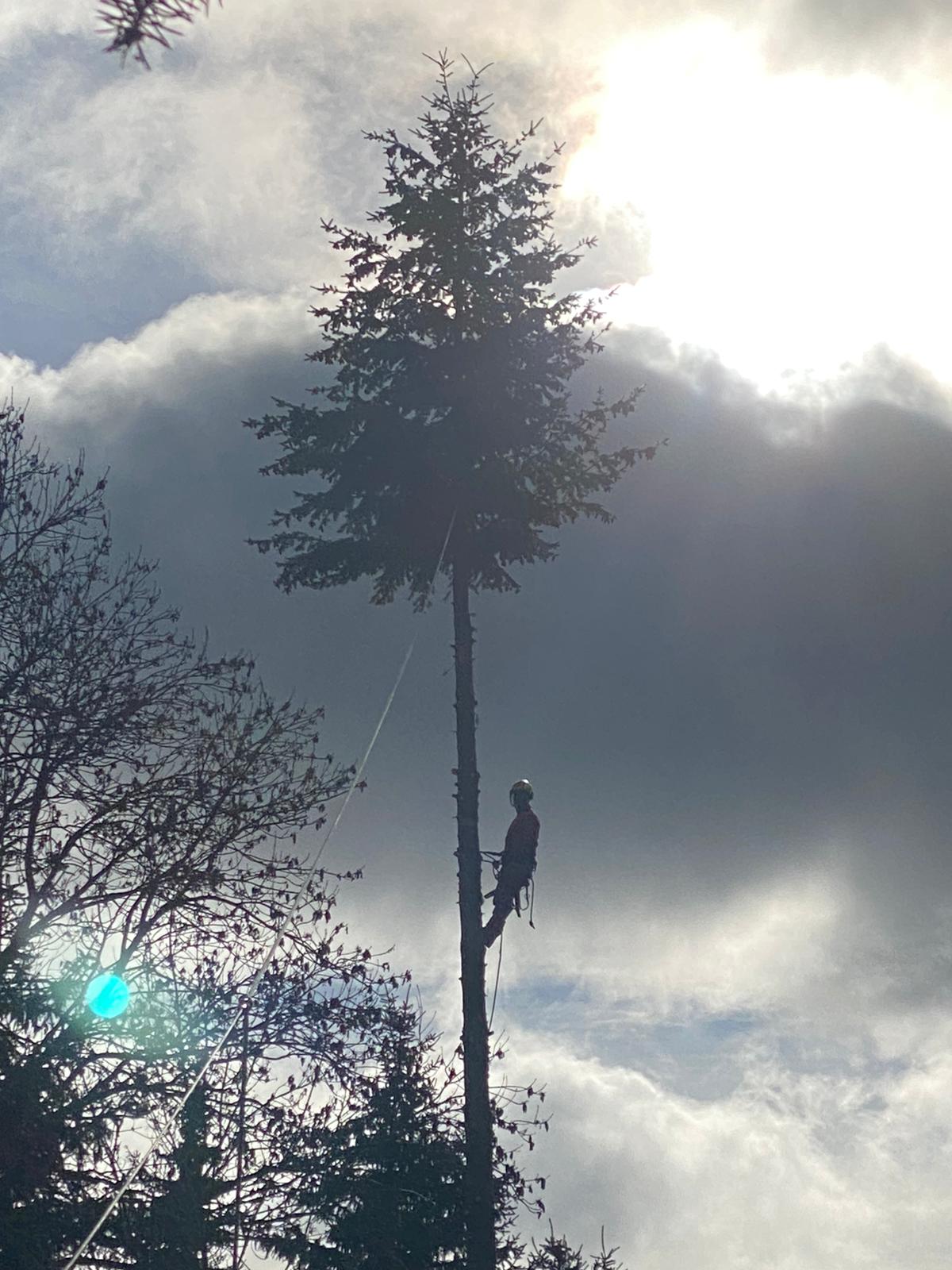 Kácení rizikových stromů