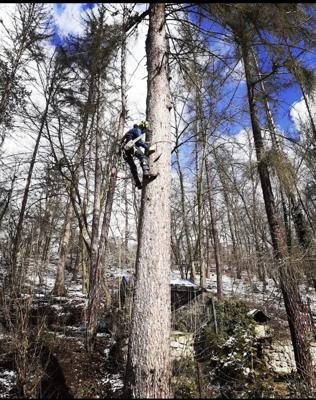 Tree Works - rizikové kácení a prořez stromů foto 4