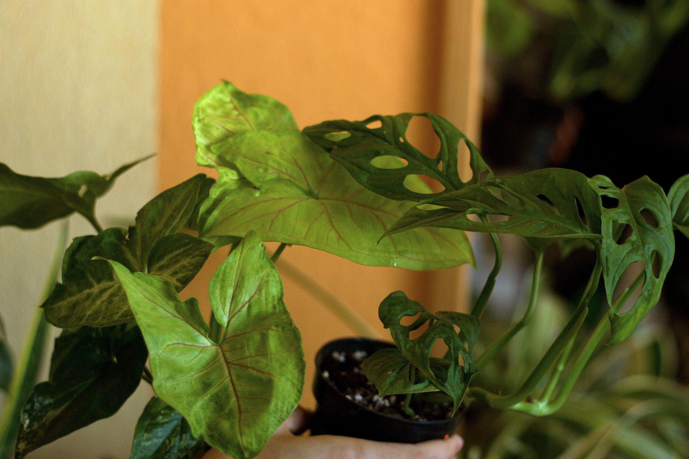 Farmářky z paneláku