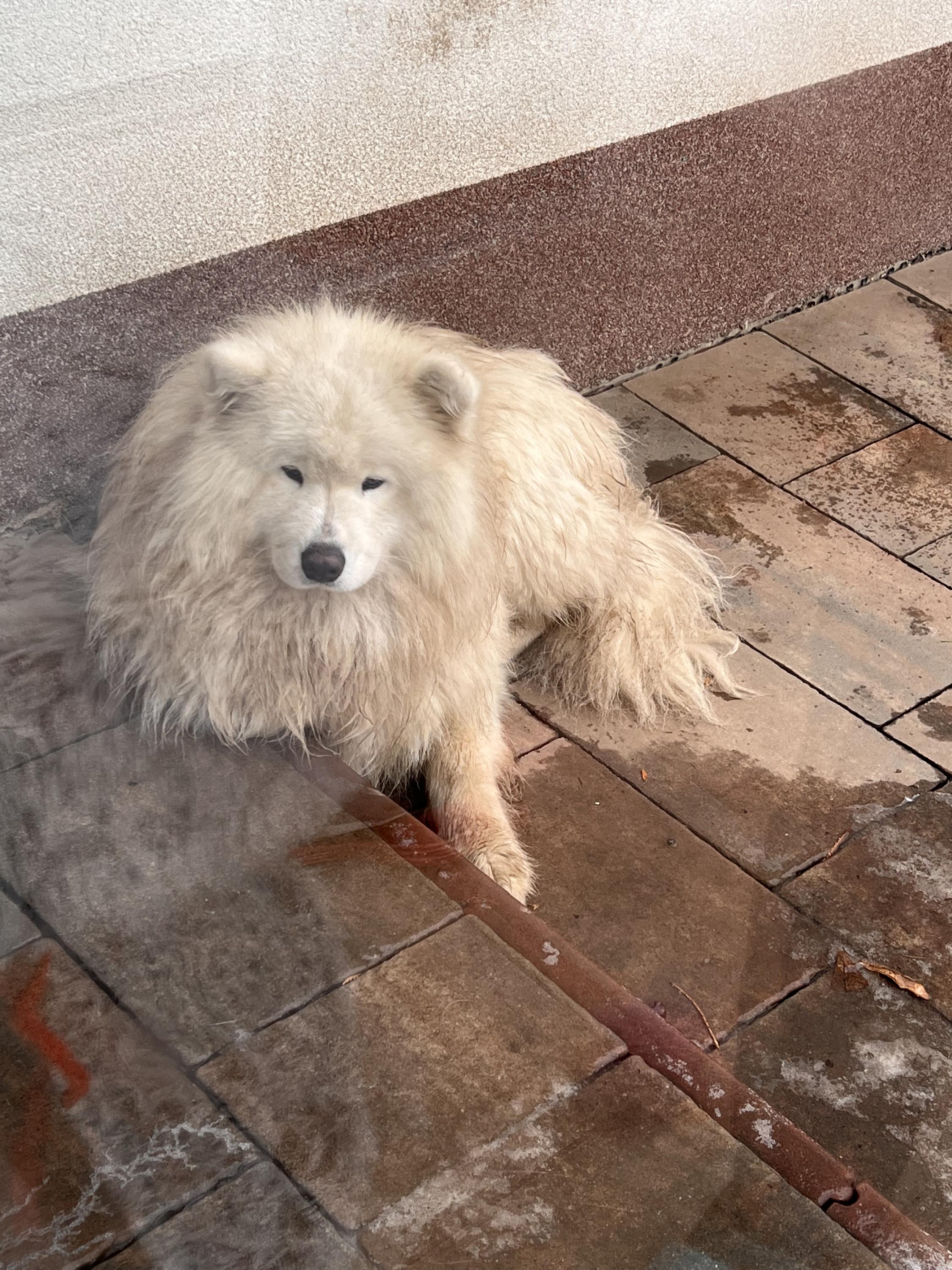 Veterinární klinika LIVE - MVDr. Jiří Vomáčka foto 4