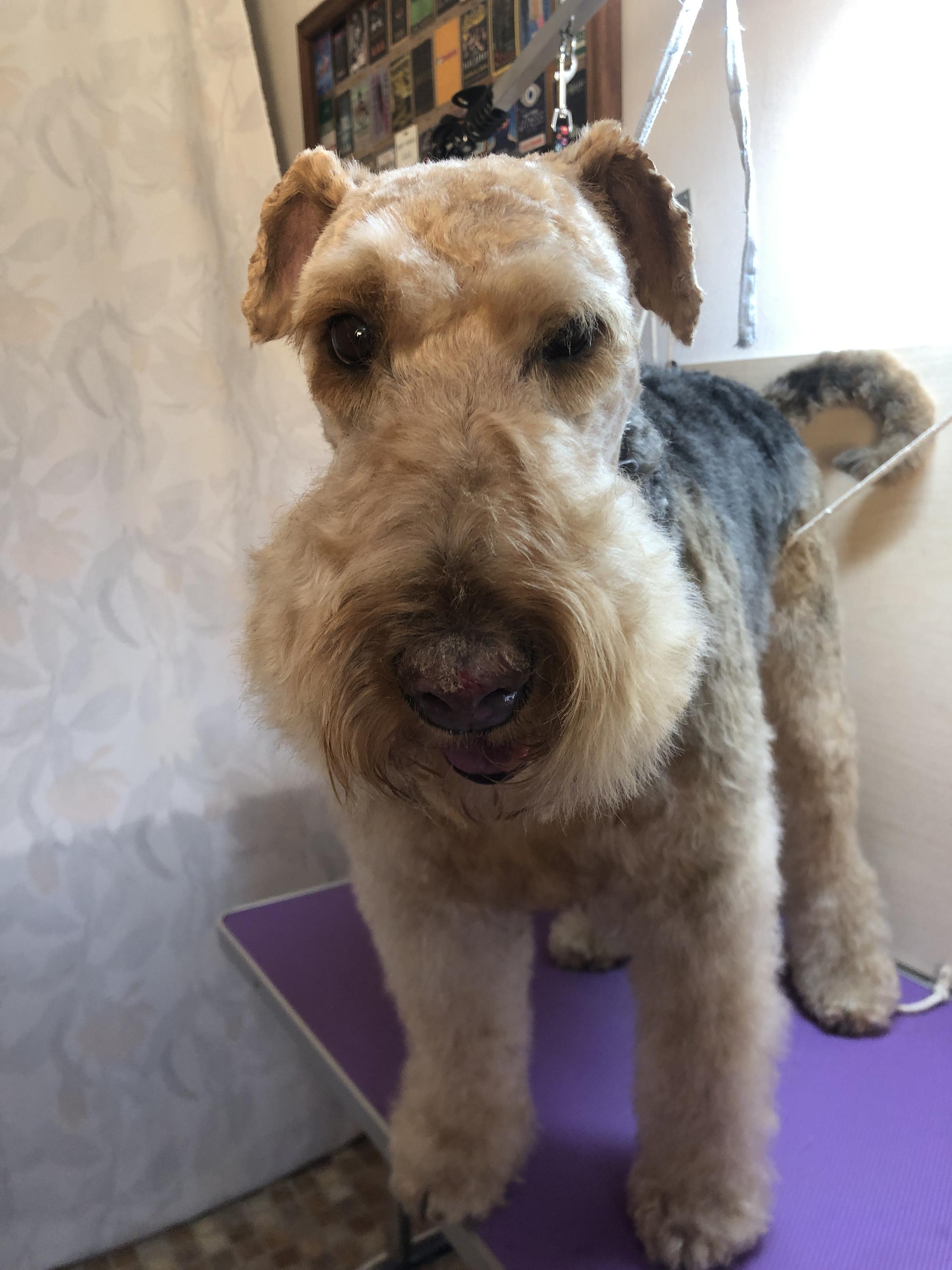 Veronika Milatová Kosmetický servis pro pejsky foto 3