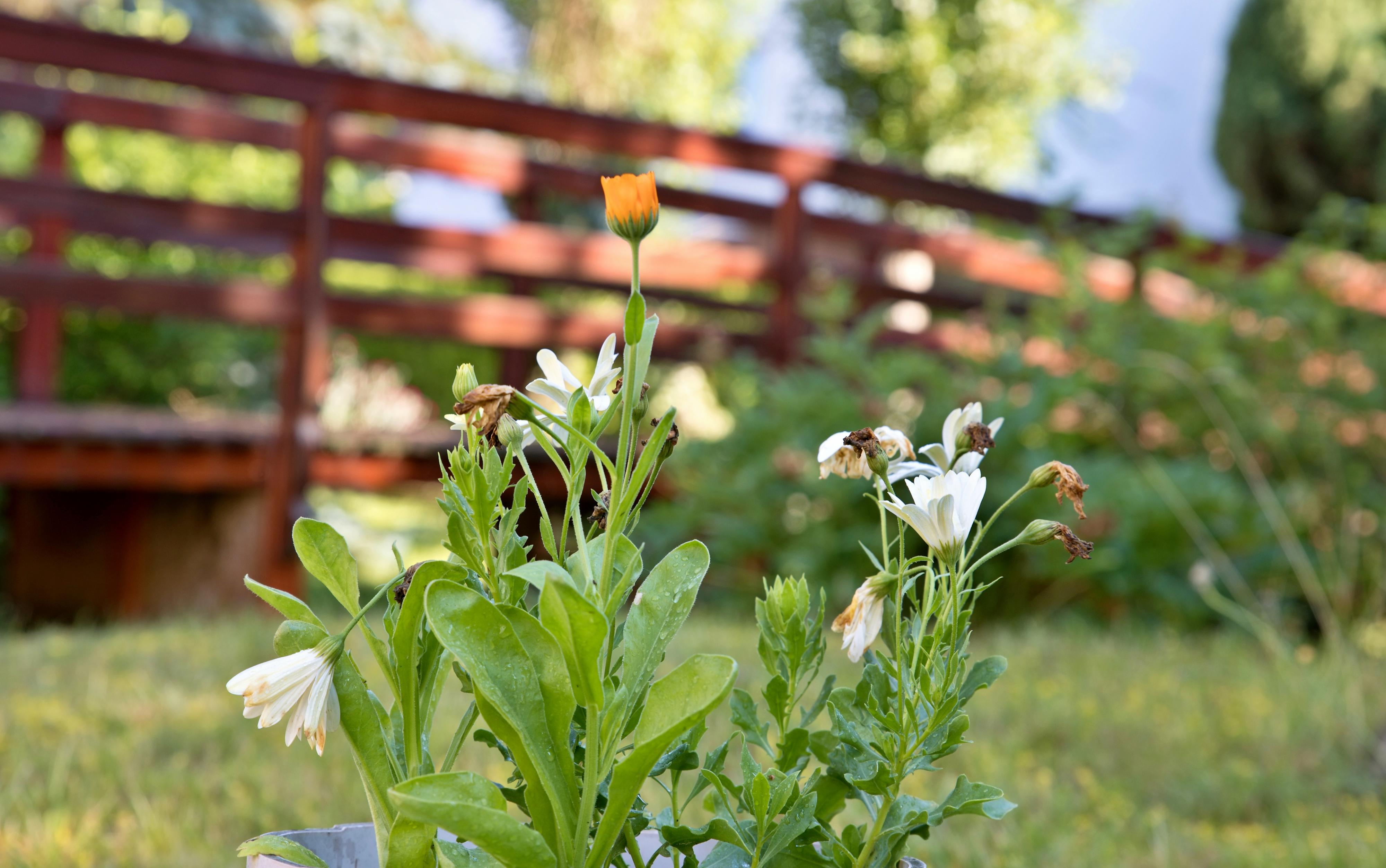 Noctua Production foto 6