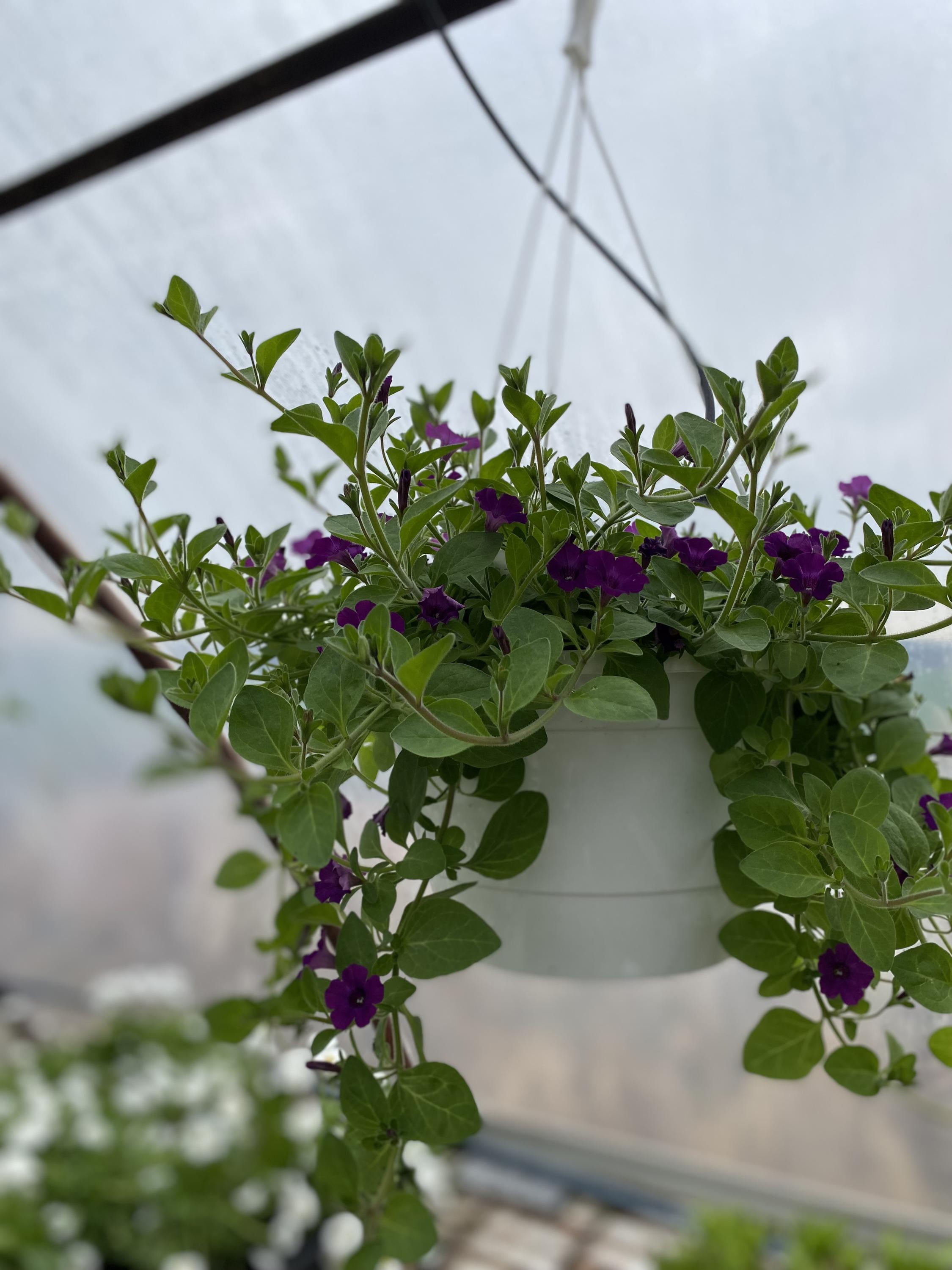 Zahradnictví Čápovi foto 4