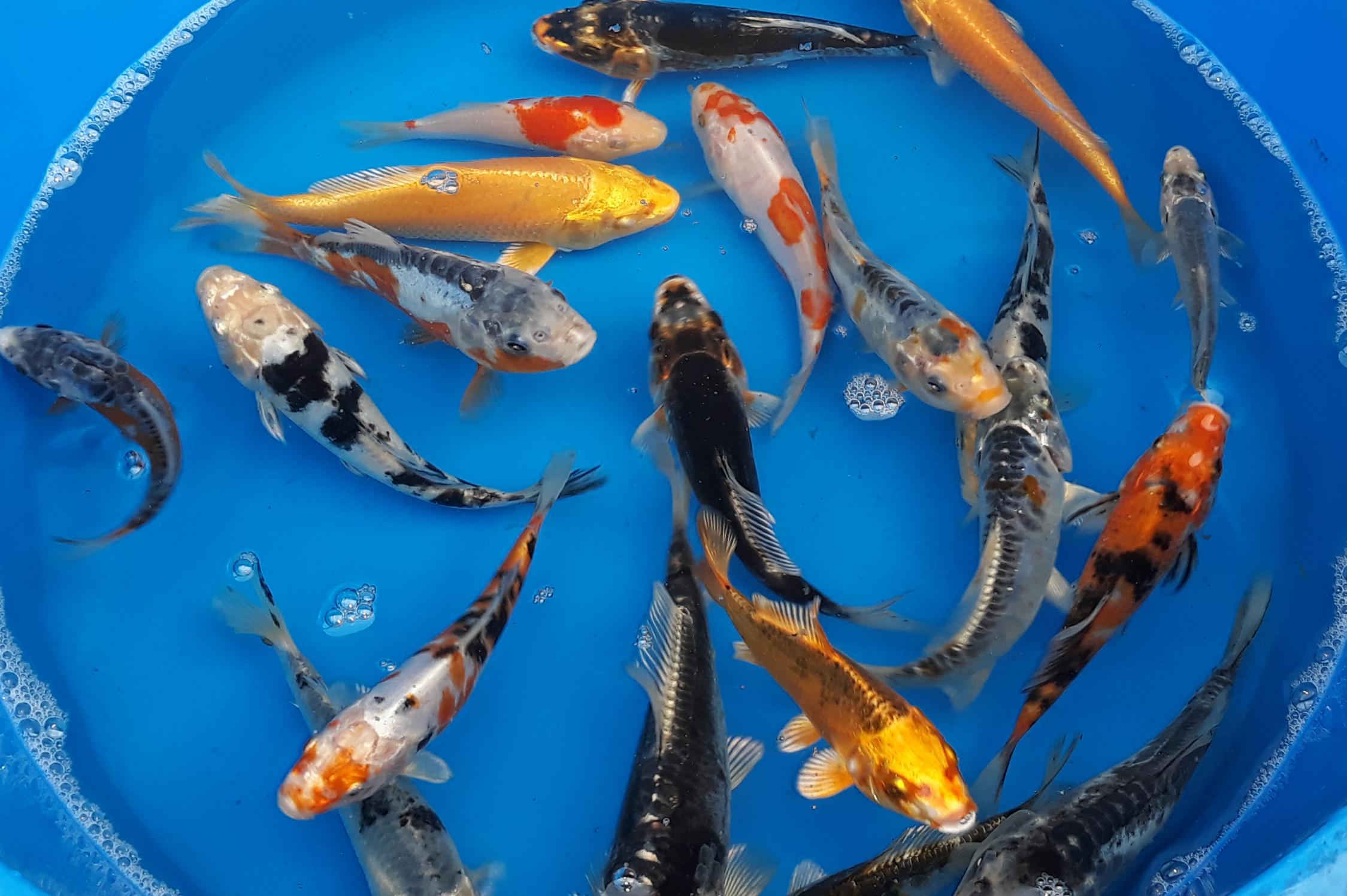 Prodej okrasných ryb - Houda