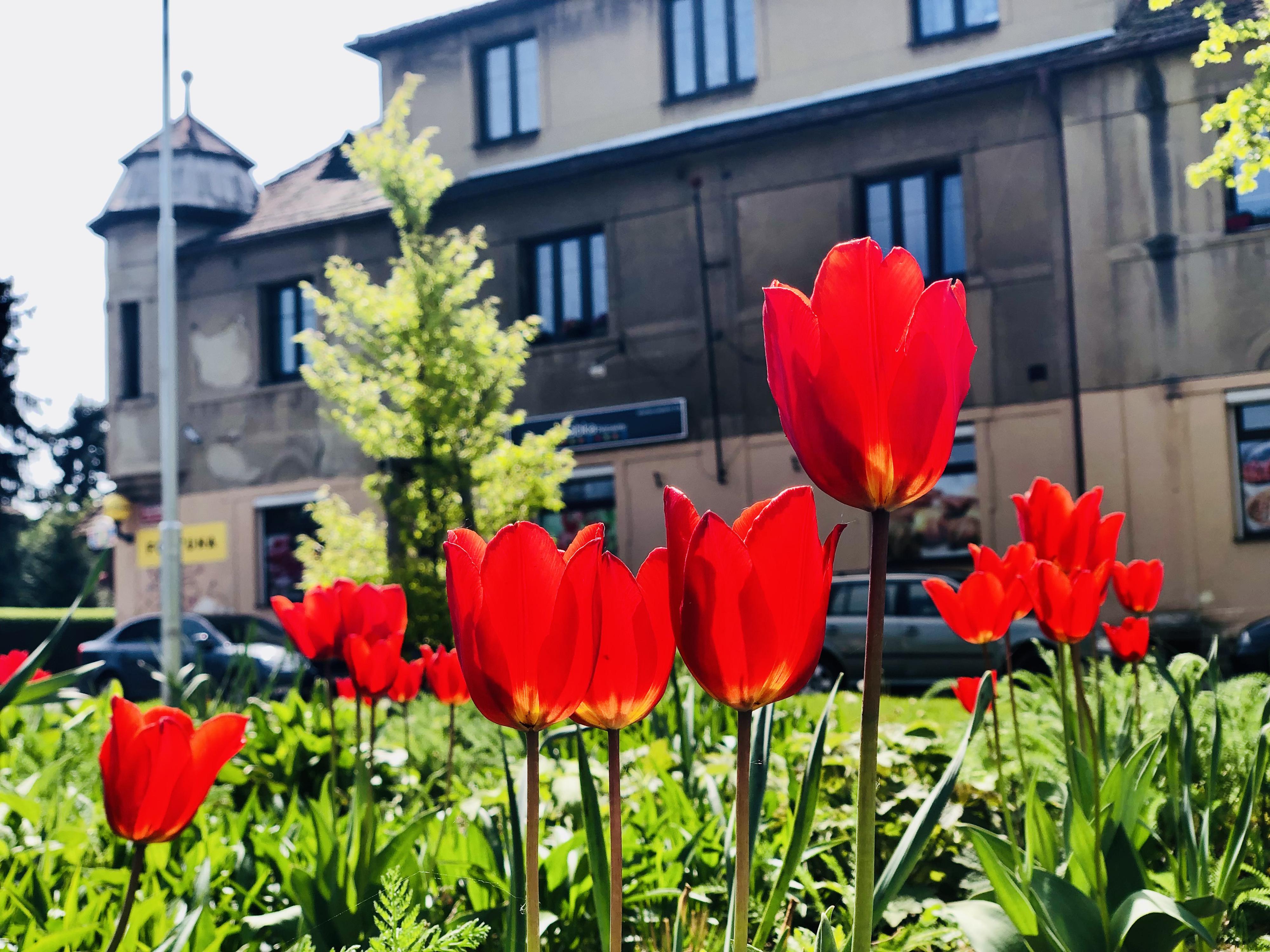 Žabka foto 3