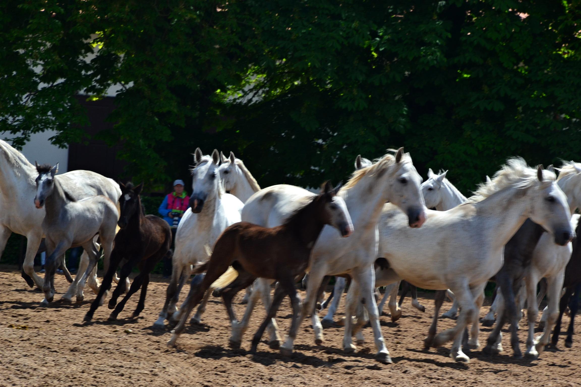Národní hřebčín Kladruby nad Labem, státní příspěvková organizace foto 4