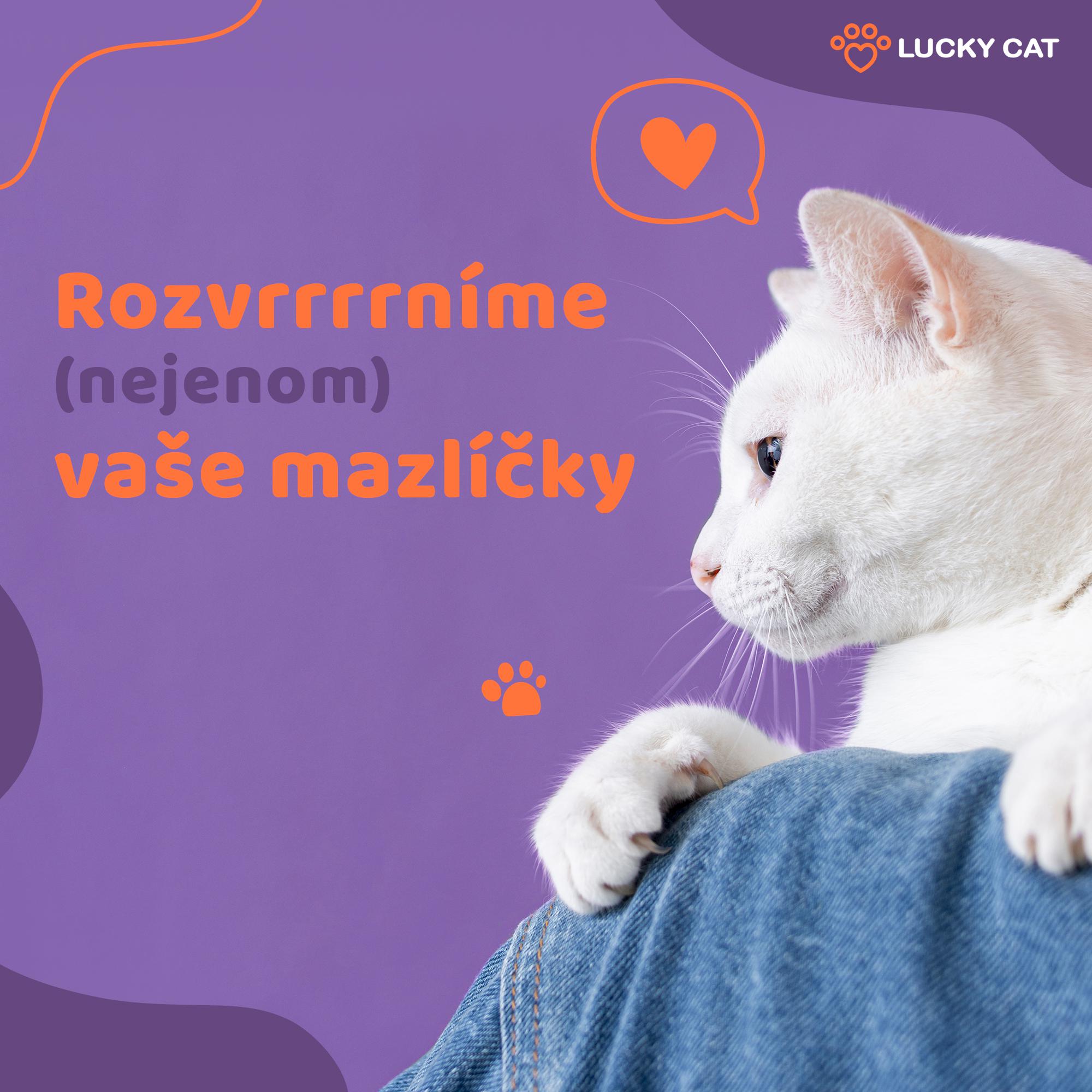 Lucky Cat foto 4