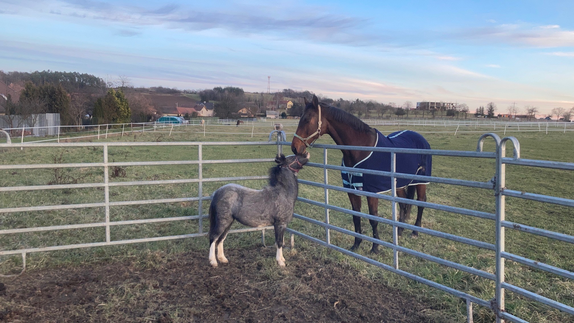 Jezdecká stáj Damwel foto 2