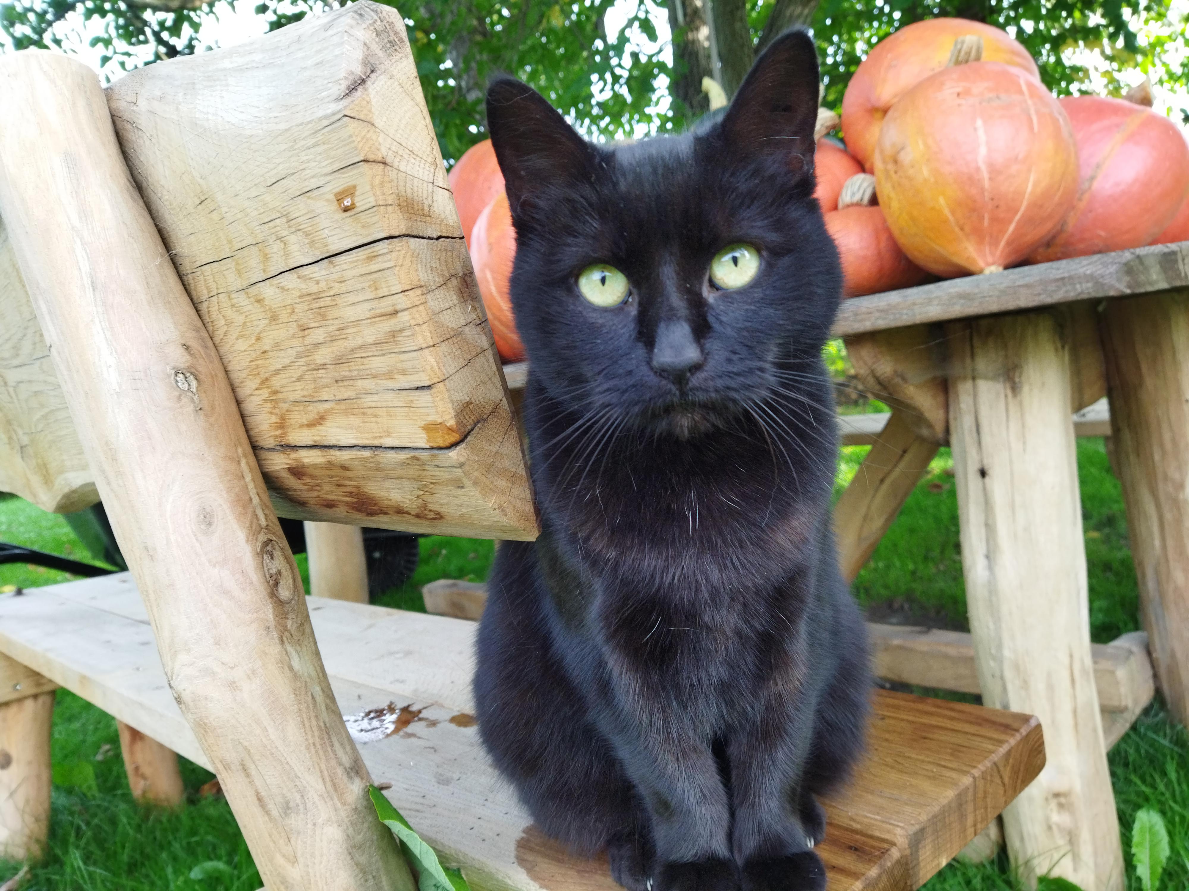 Karel Kuliš - Hra se dřevem foto 2