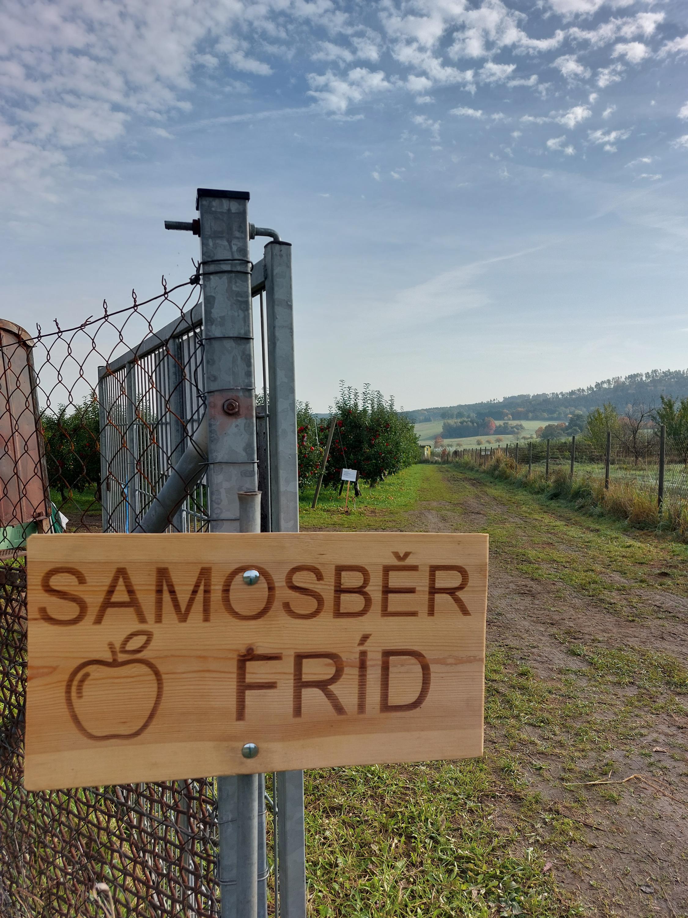 Samosběr jablek Lhenice foto 6