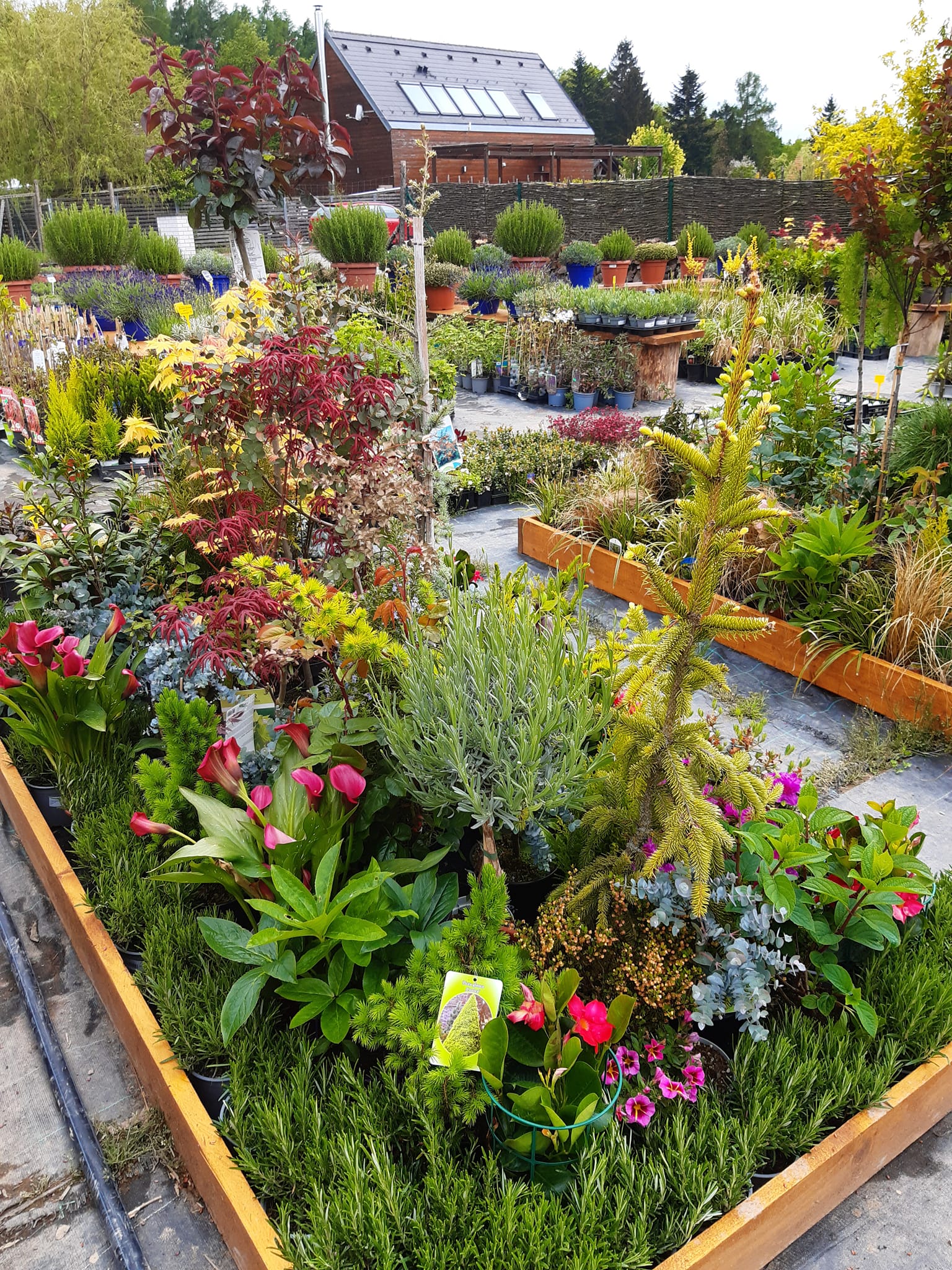 Zahradnictví Levandule foto 3