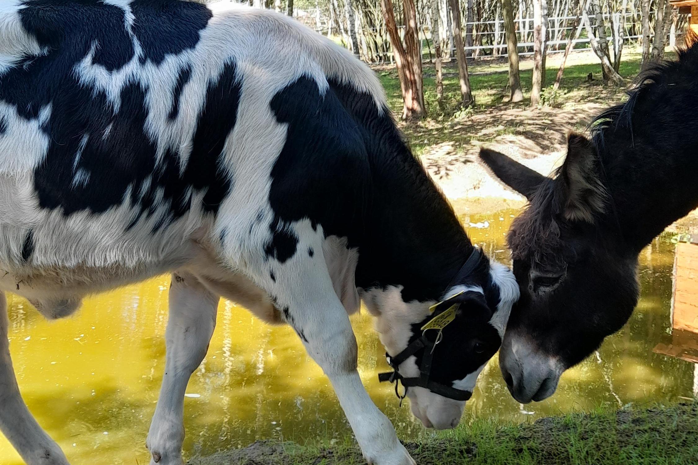 Libchavští Chlupáči