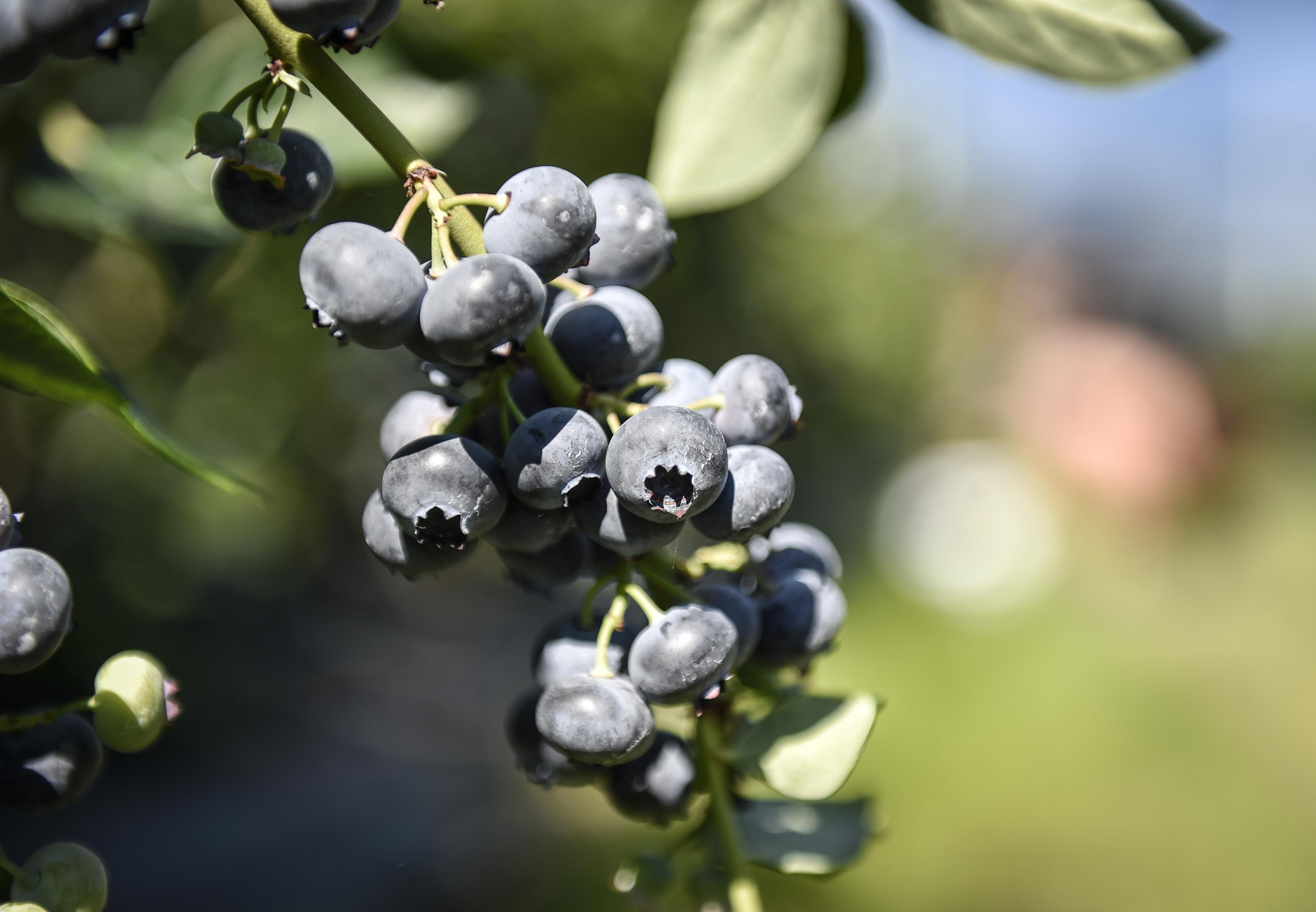 Borůvková farma Postoupky foto 6