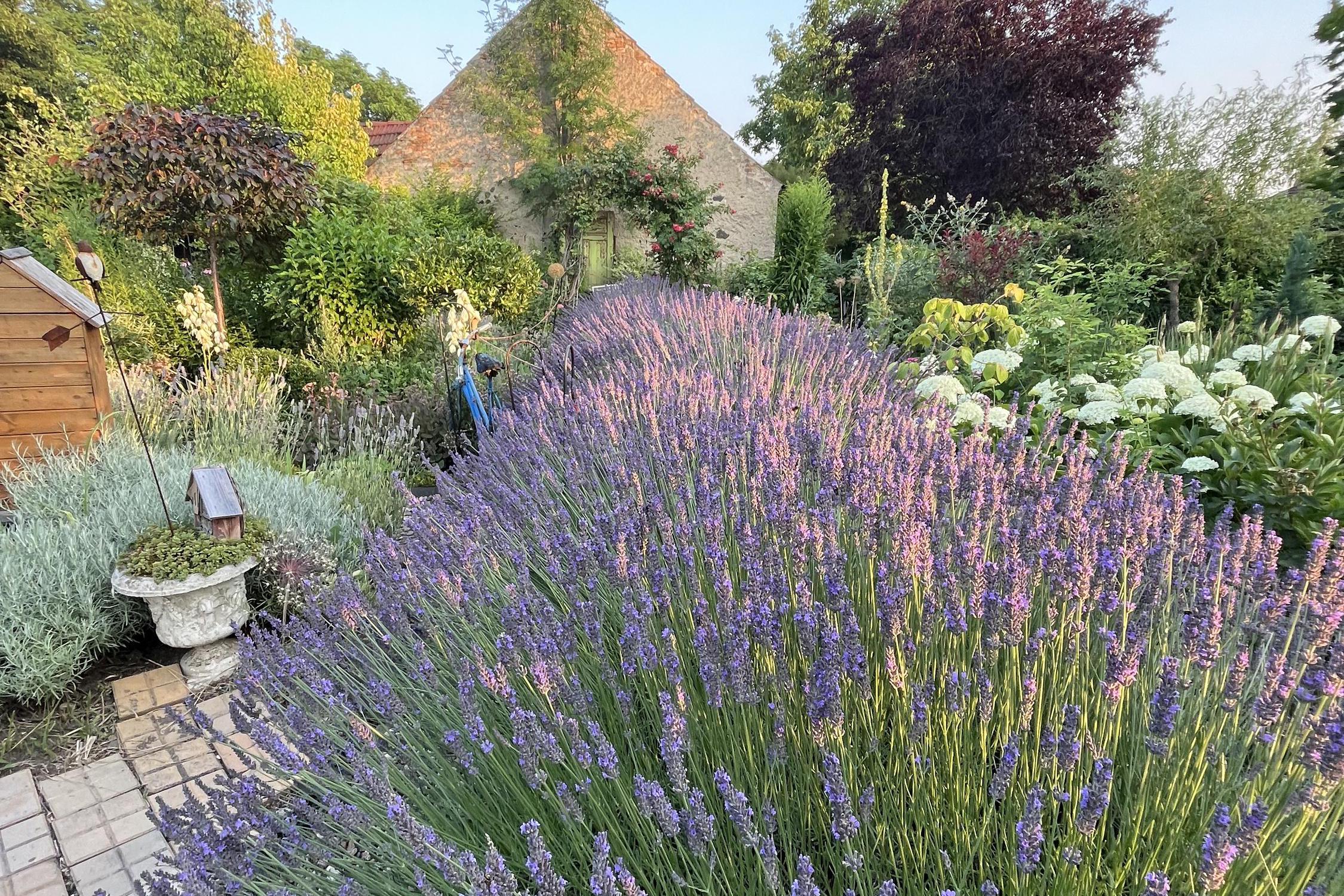 Levandulová zahrada Anette