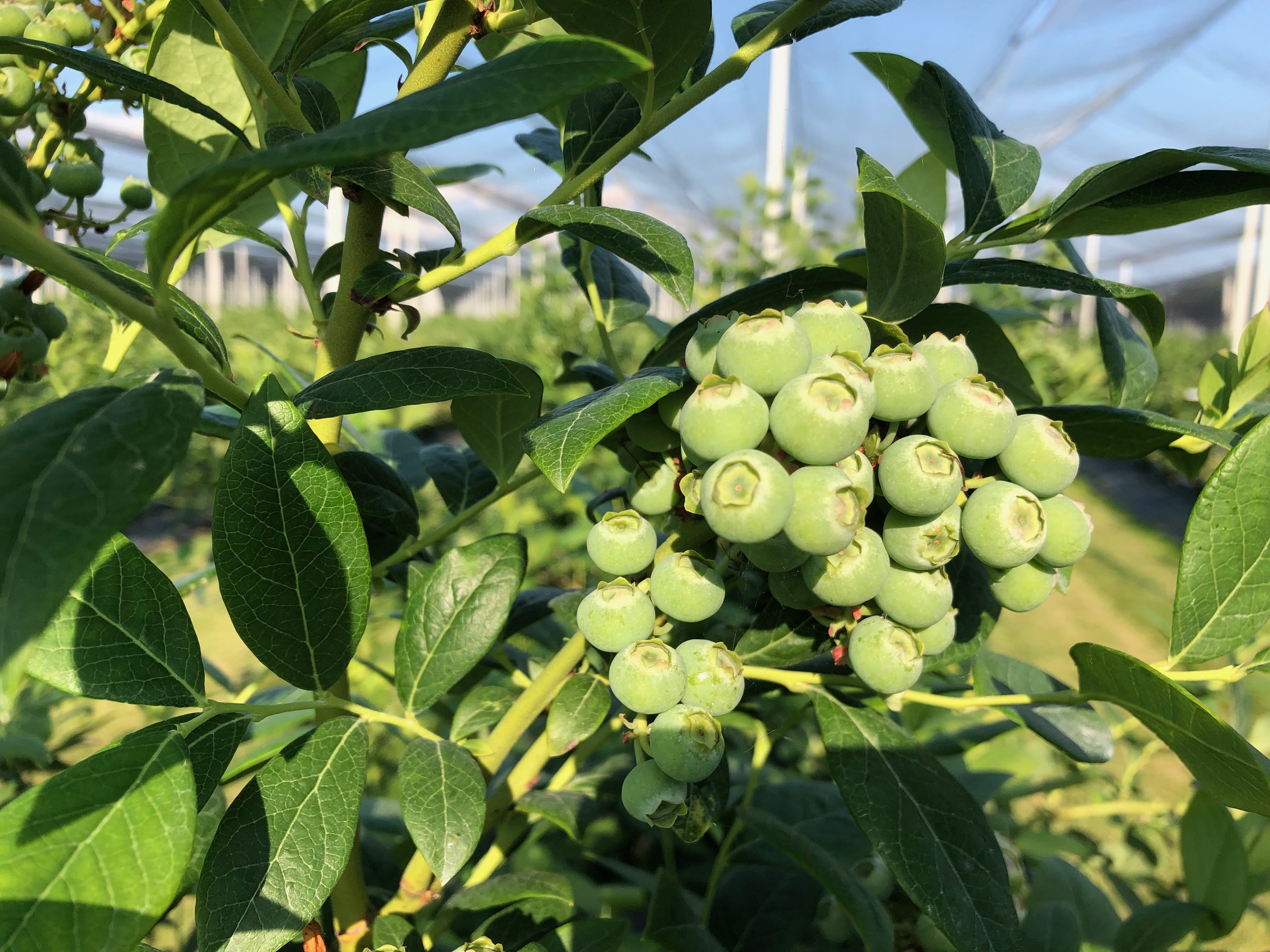 Borůvková farma Postoupky foto 3