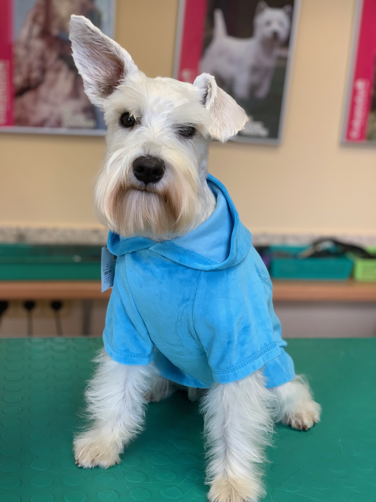 Specializovaná prodejna pro psy  - FOR PETS s.r.o. foto 2