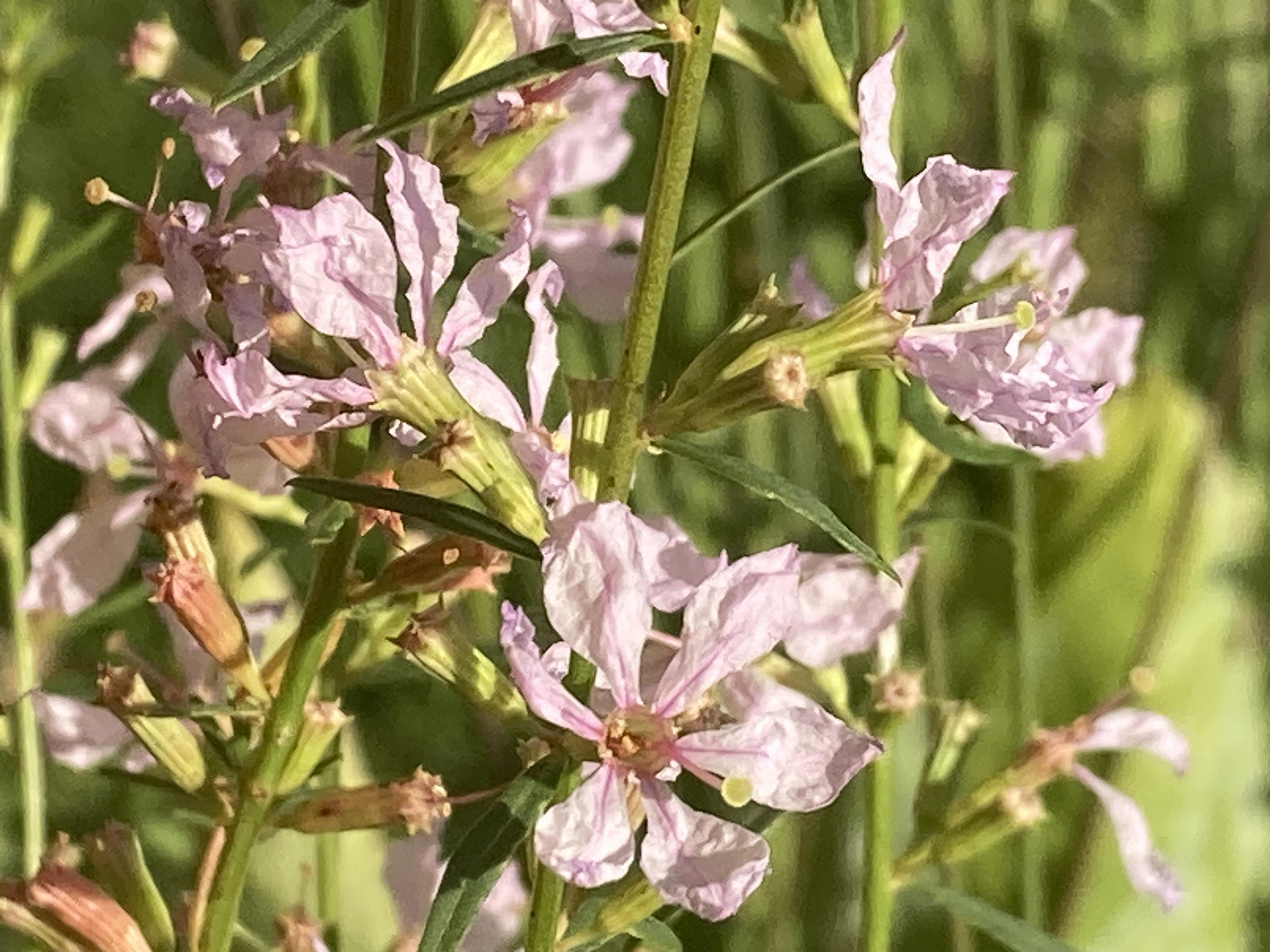 Herba Grata foto 5