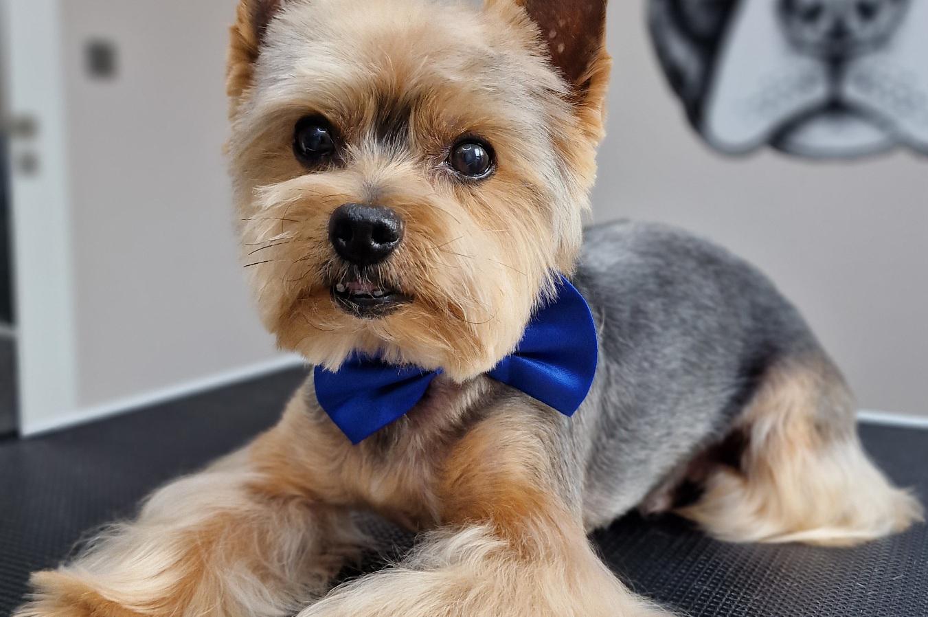 Dogs we are -  SPA - psí salon