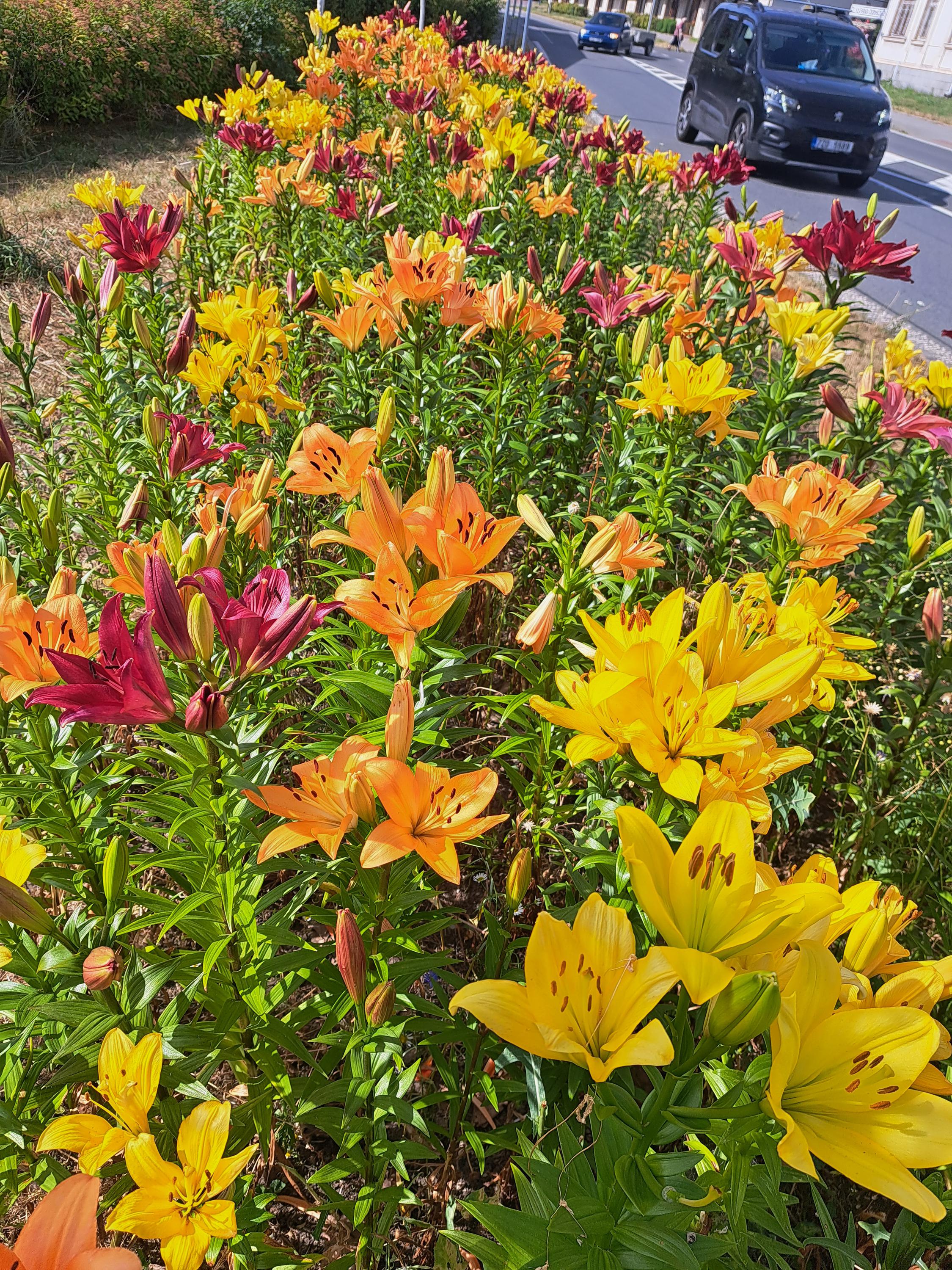 Návrhy a realizace zahrad Danieková foto 2