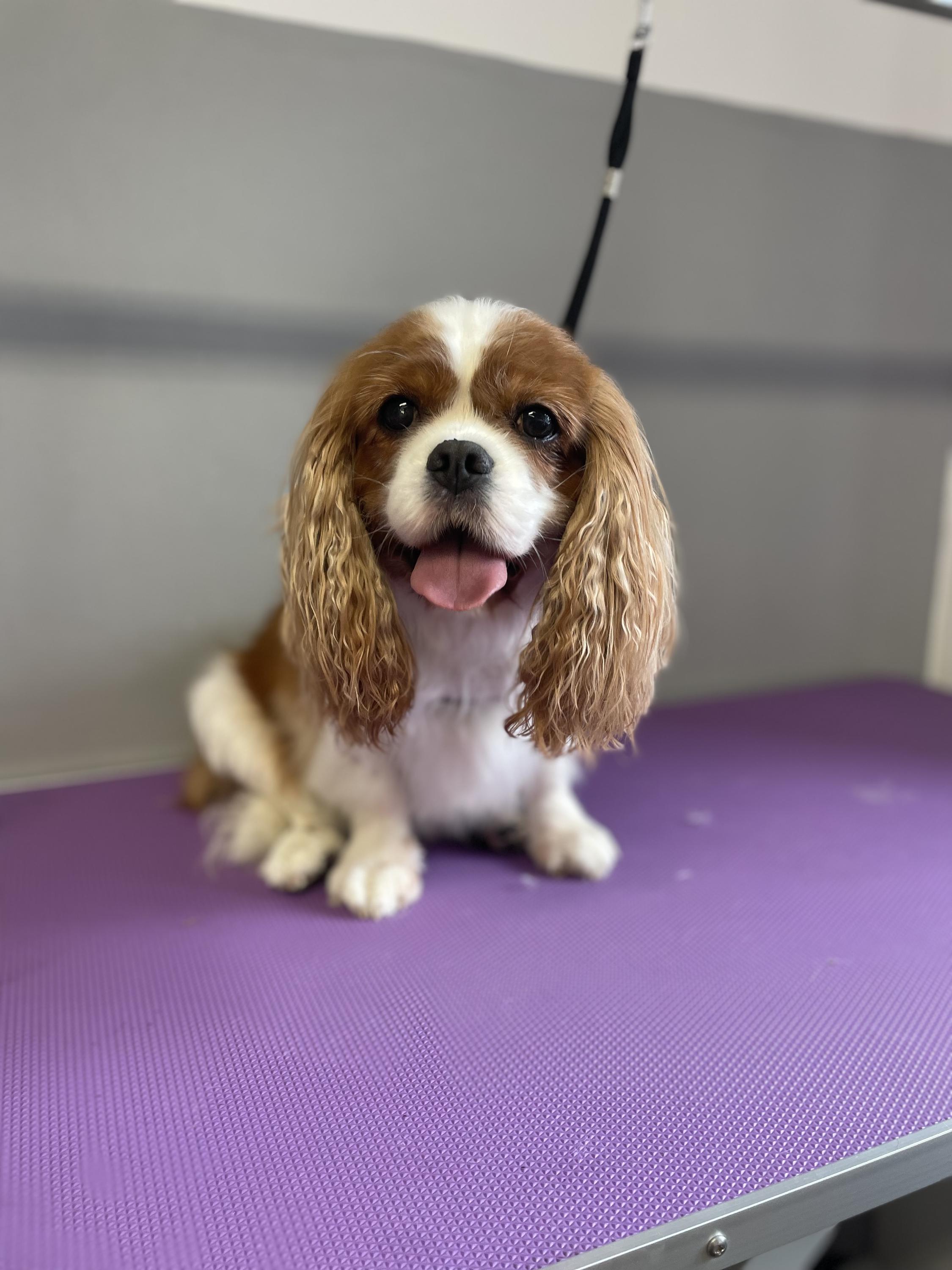 Psí salon Ballet foto 2