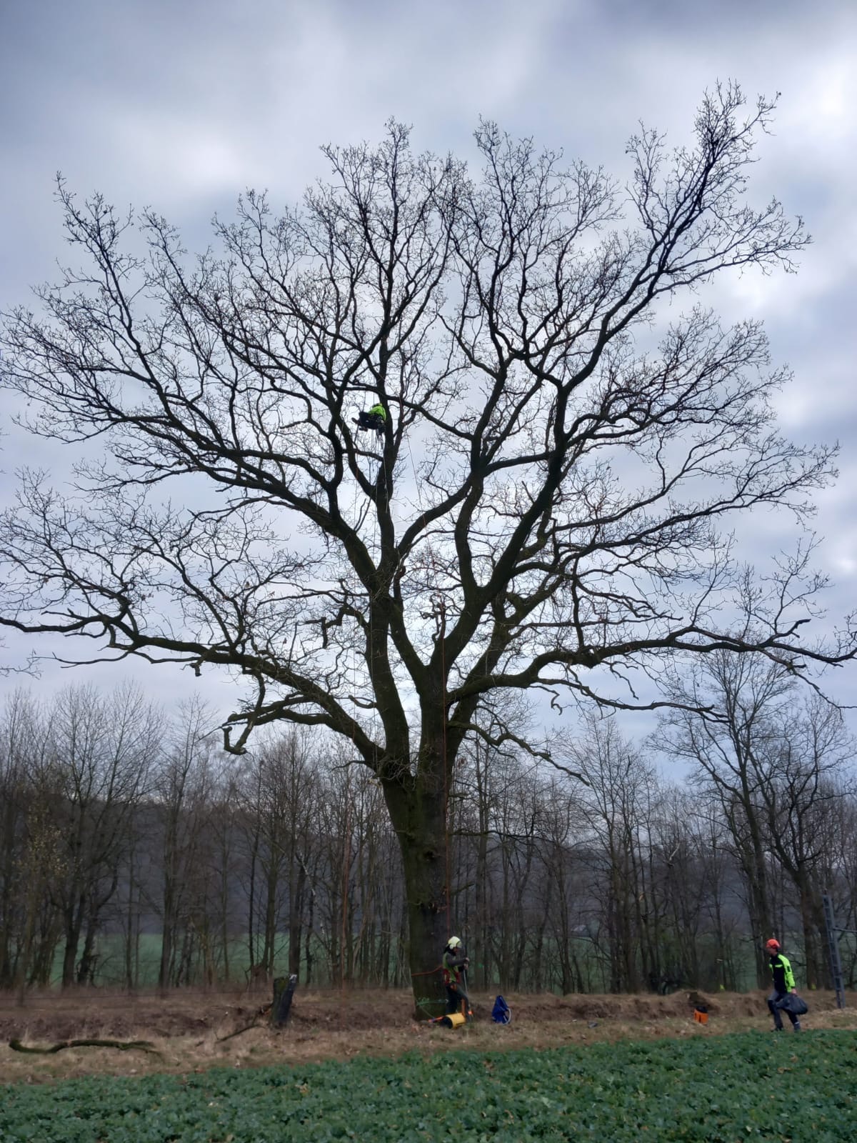 Rizikové kácení stromů Tomáš Dybal foto 4