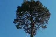 Fotografie Rizikové kácení stromů a výškové práce Martin Bastl