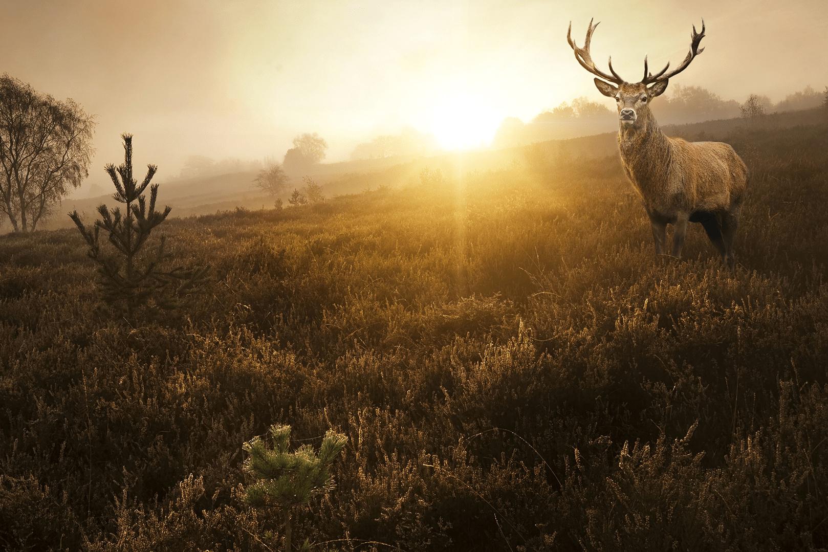 GREENBOSS - péče o les a zeleň